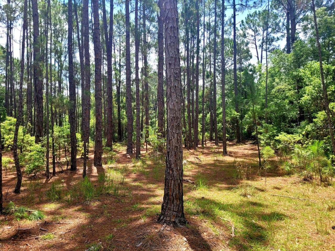 Land at TROPICAL DR, EUSTIS, photo 12 of 19