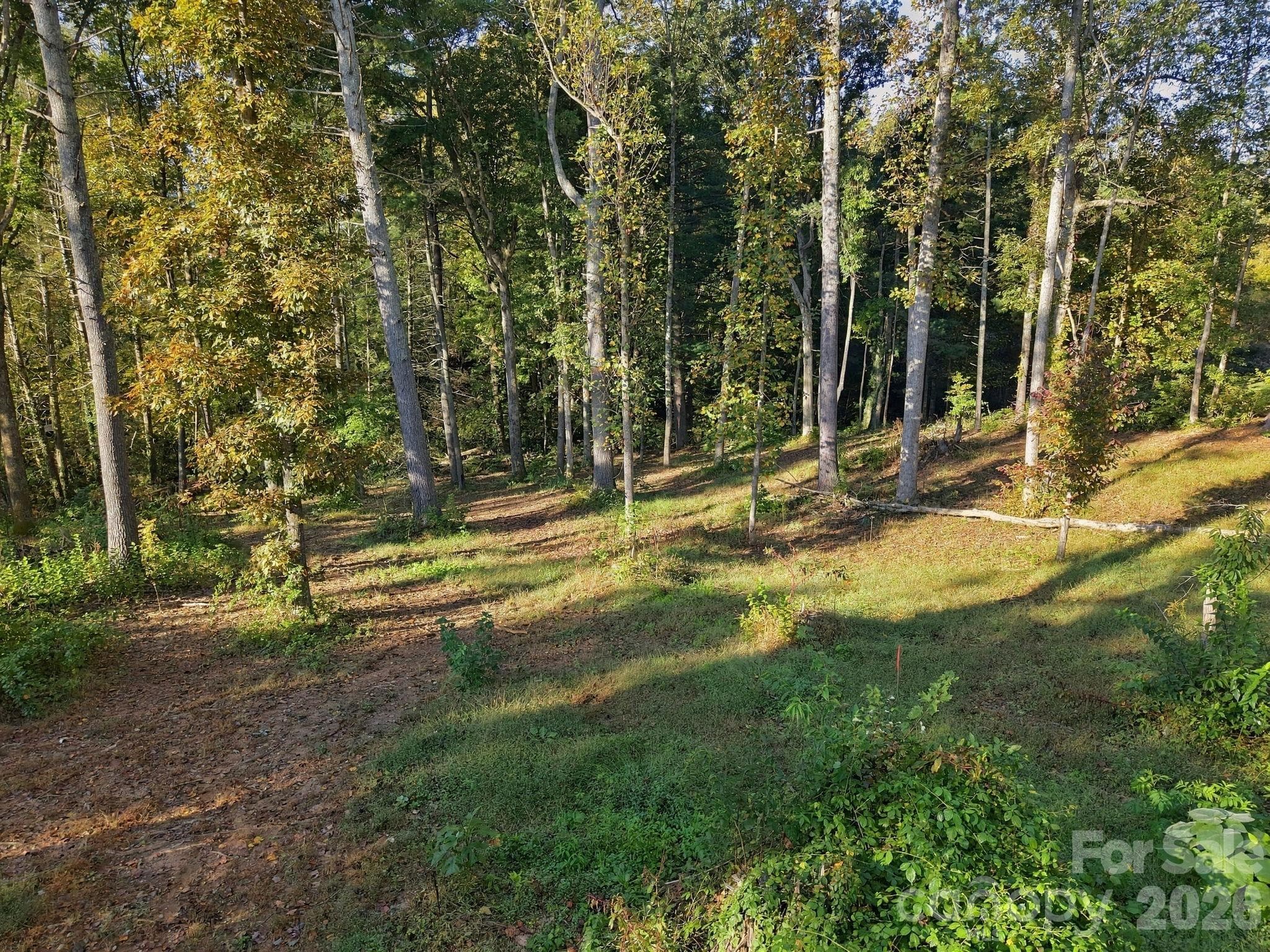 Clearing - 99999 Cane Creek Road, Fletcher