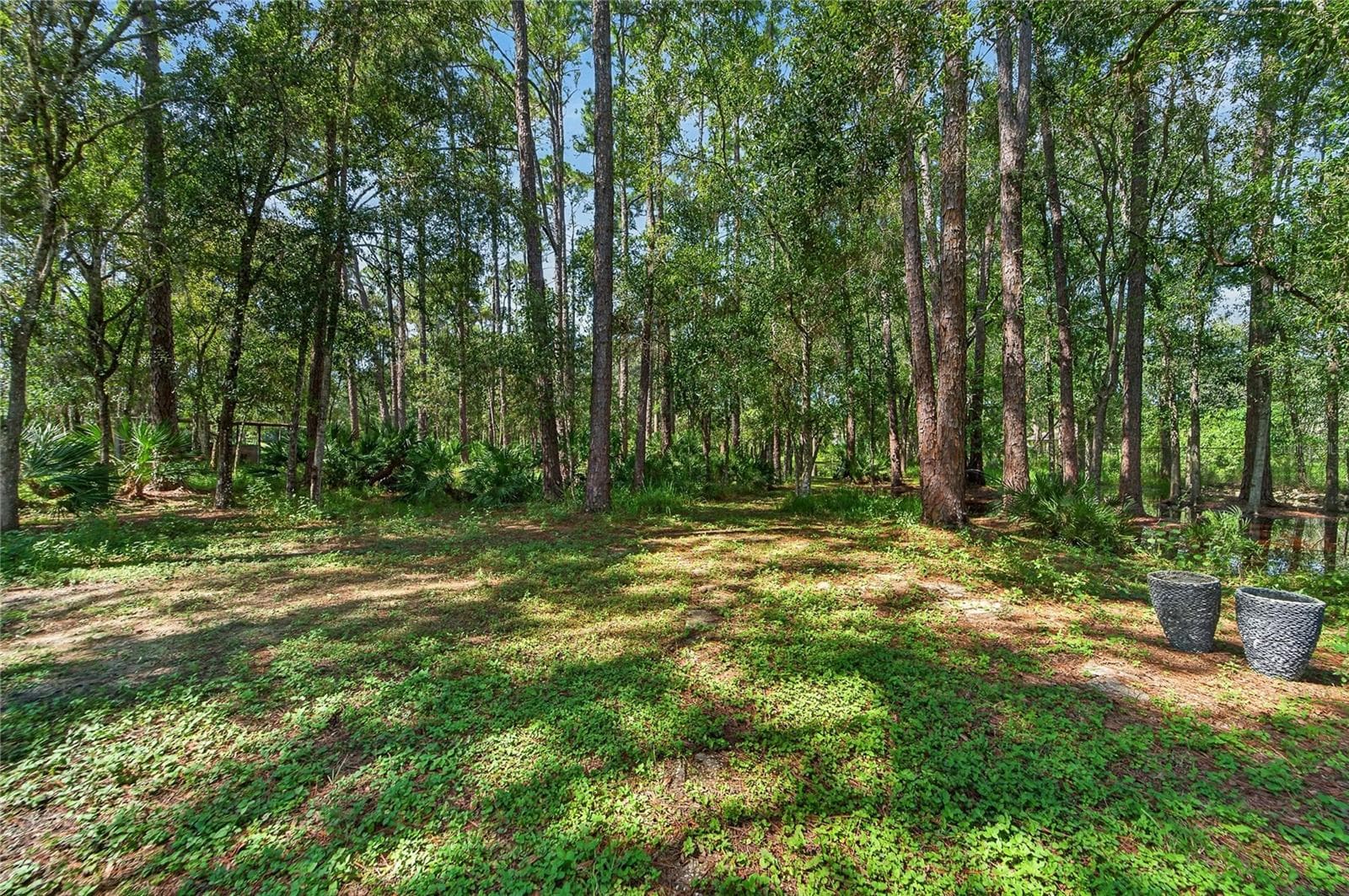 Trails in the wooded lots - 0 OLCOTT DR, WESLEY CHAPEL