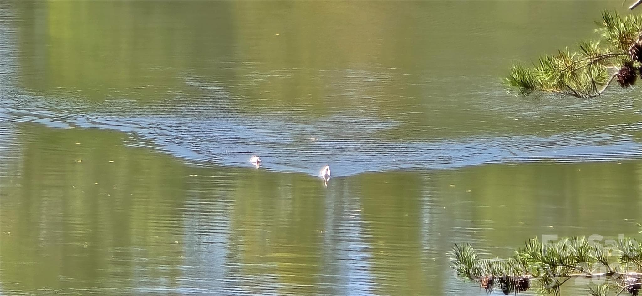 Swans! - 208 Turning Leaf Drive, Nebo