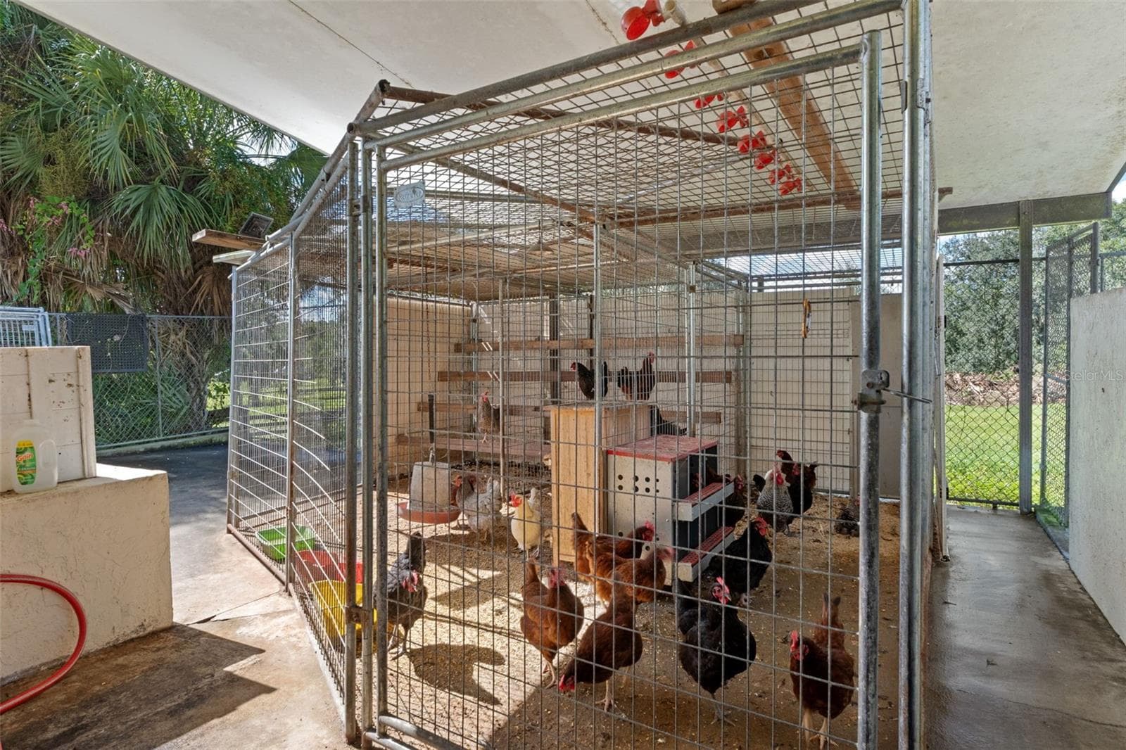 Chickens - 9498 NW 60TH AVE, OCALA
