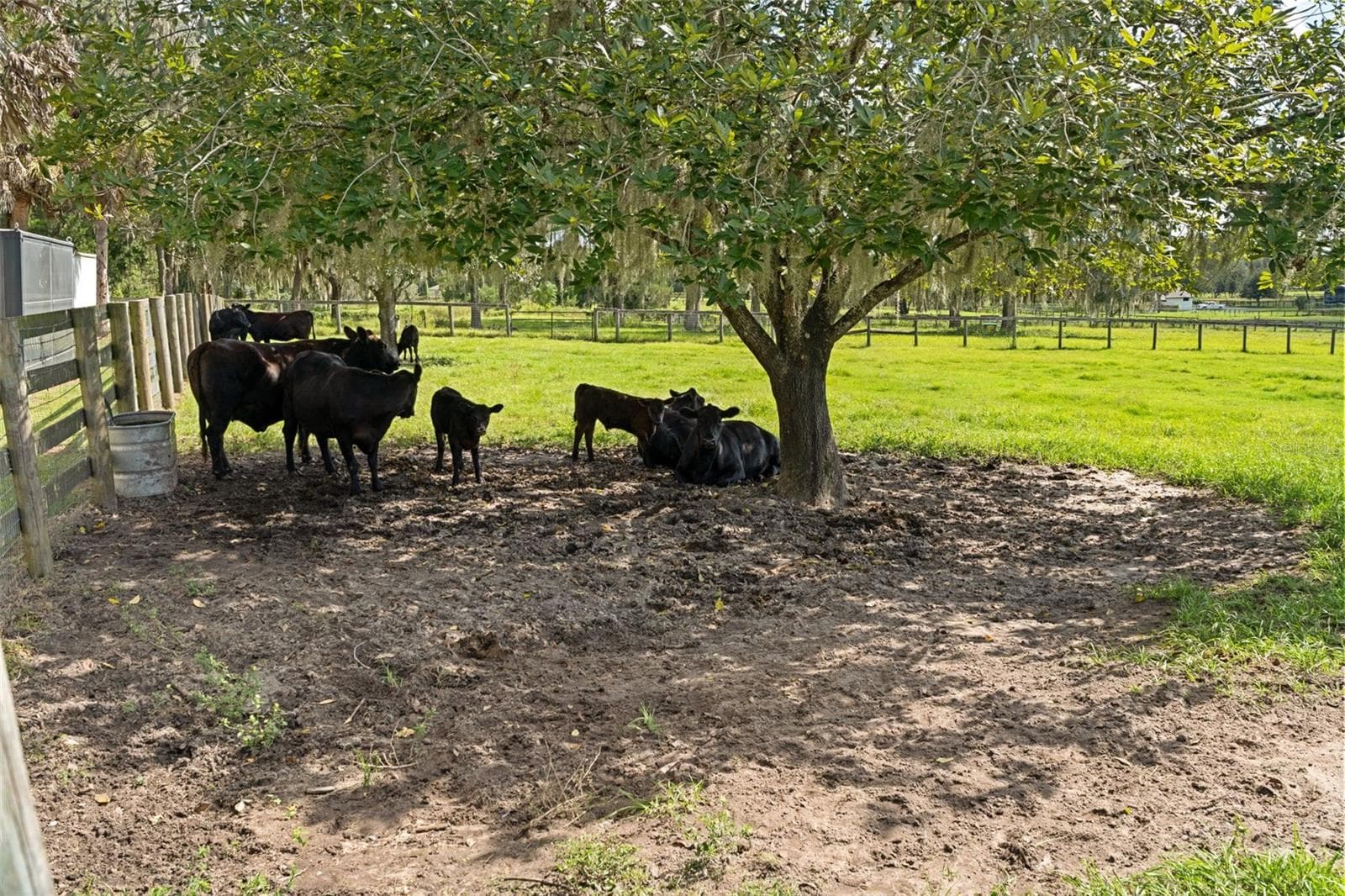 Cows in Pasture - 9498 NW 60TH AVE, OCALA