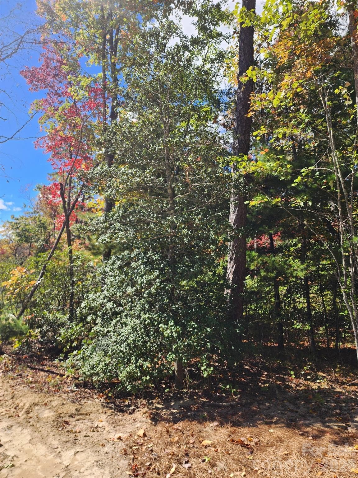 Mature hardwood trees and established rhododendrons, some over 25 years old, create a lush, natural woodland setting. - 000 Bulling Creek Road, Penrose