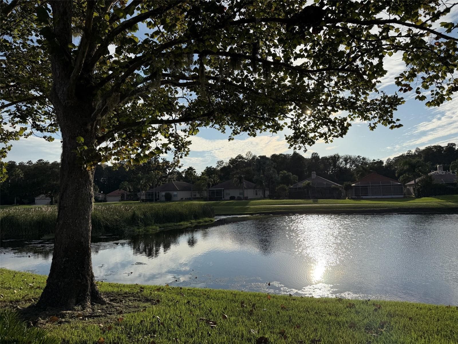 pond view from back of house - 1338 DARTFORD DR, TARPON SPRINGS