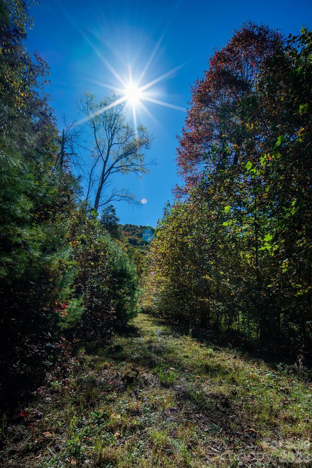 Acreage at TBD Big Laurel Road, Marshall, photo 13 of 22