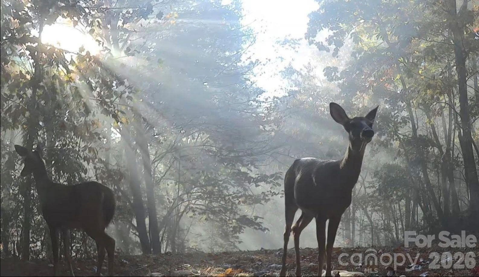 Deer - 3353 Rock Creek Road, Morganton