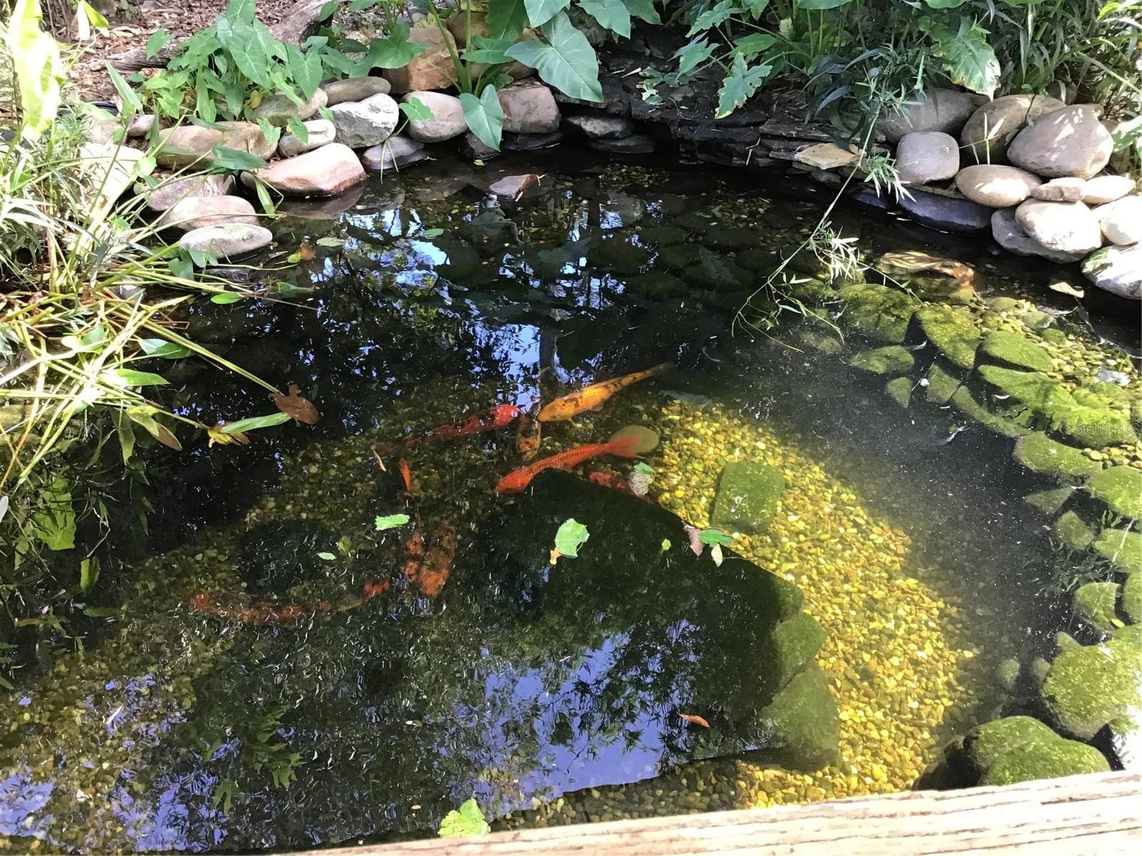 Koi pond - 7156 NW 11TH ST, OCALA