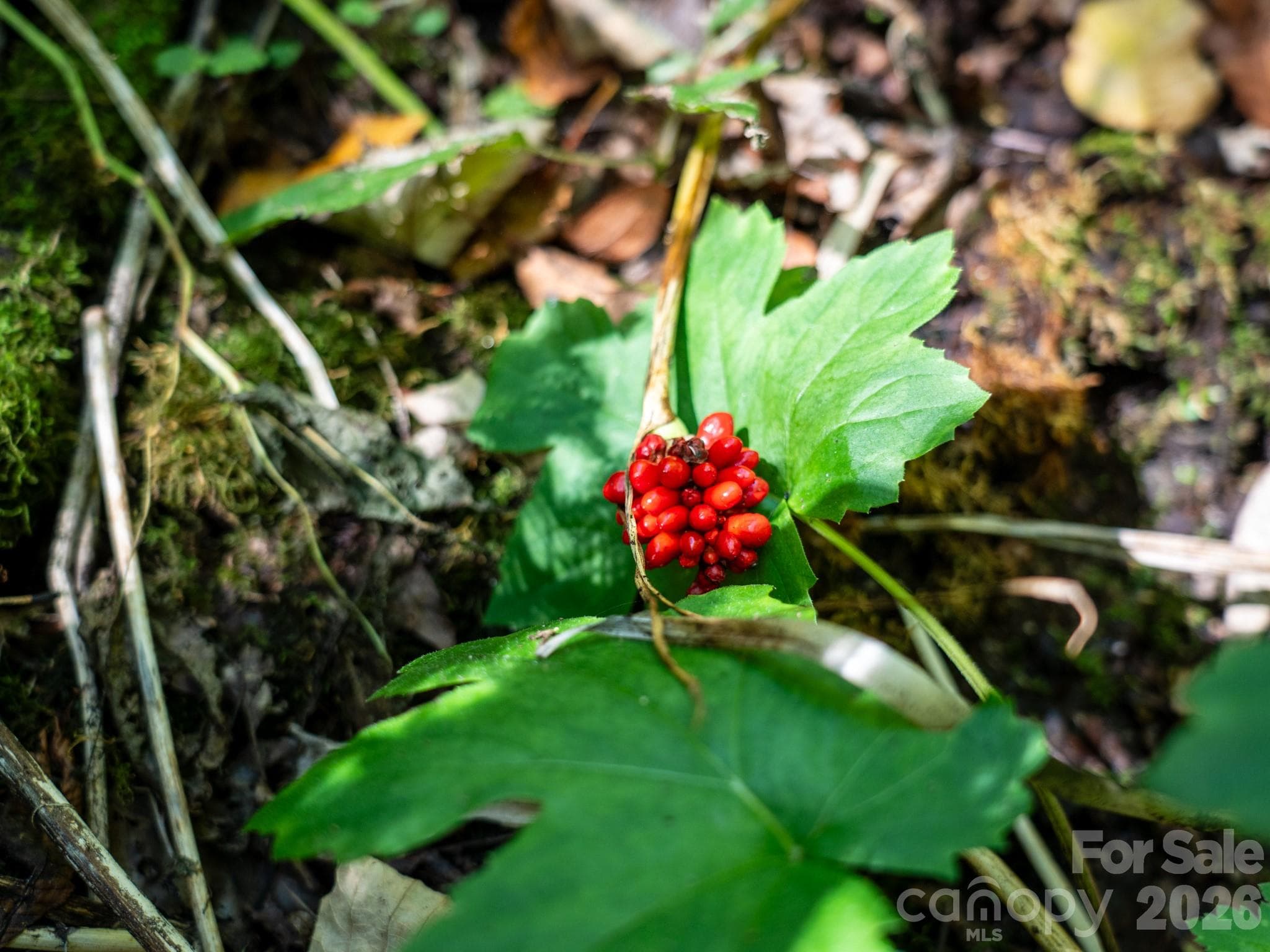 Native plant species highlight the property - 00 Orion Davis Road, Waynesville