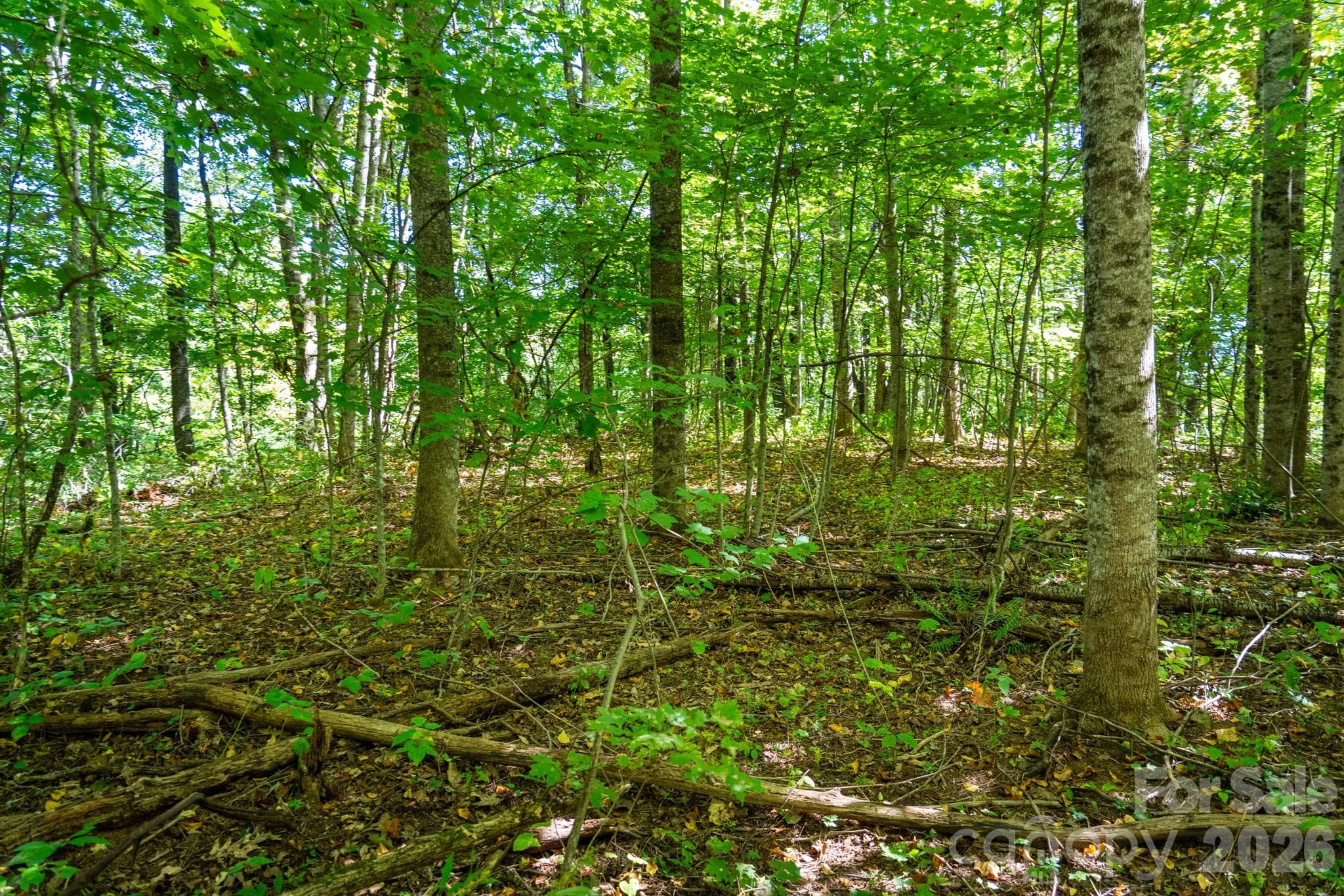 One of many flat forested sites perfect for a build site - 00 Orion Davis Road, Waynesville