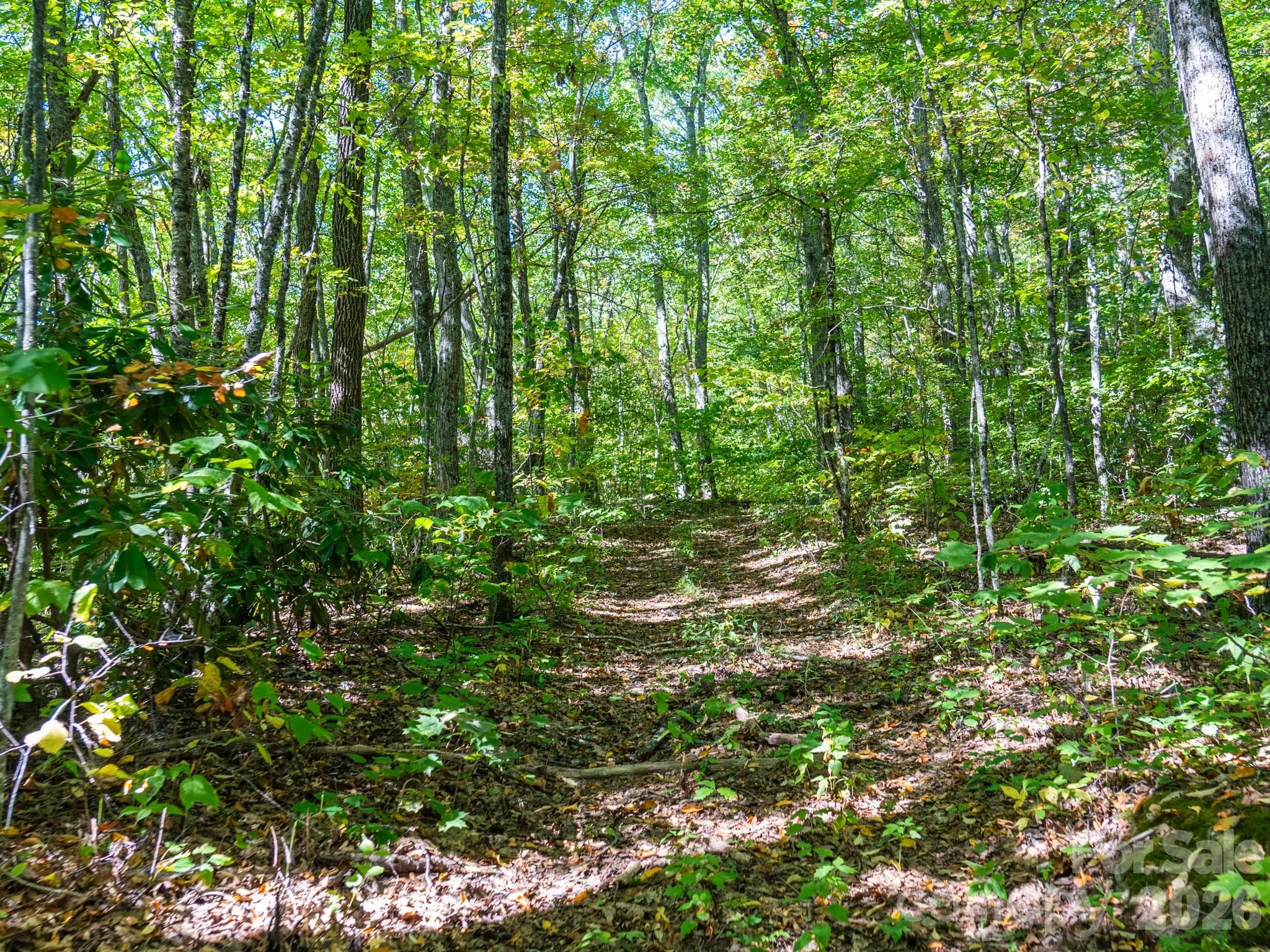 One of many old logging roads on property perfect for hiking or 4x4 adventures - 00 Orion Davis Road, Waynesville