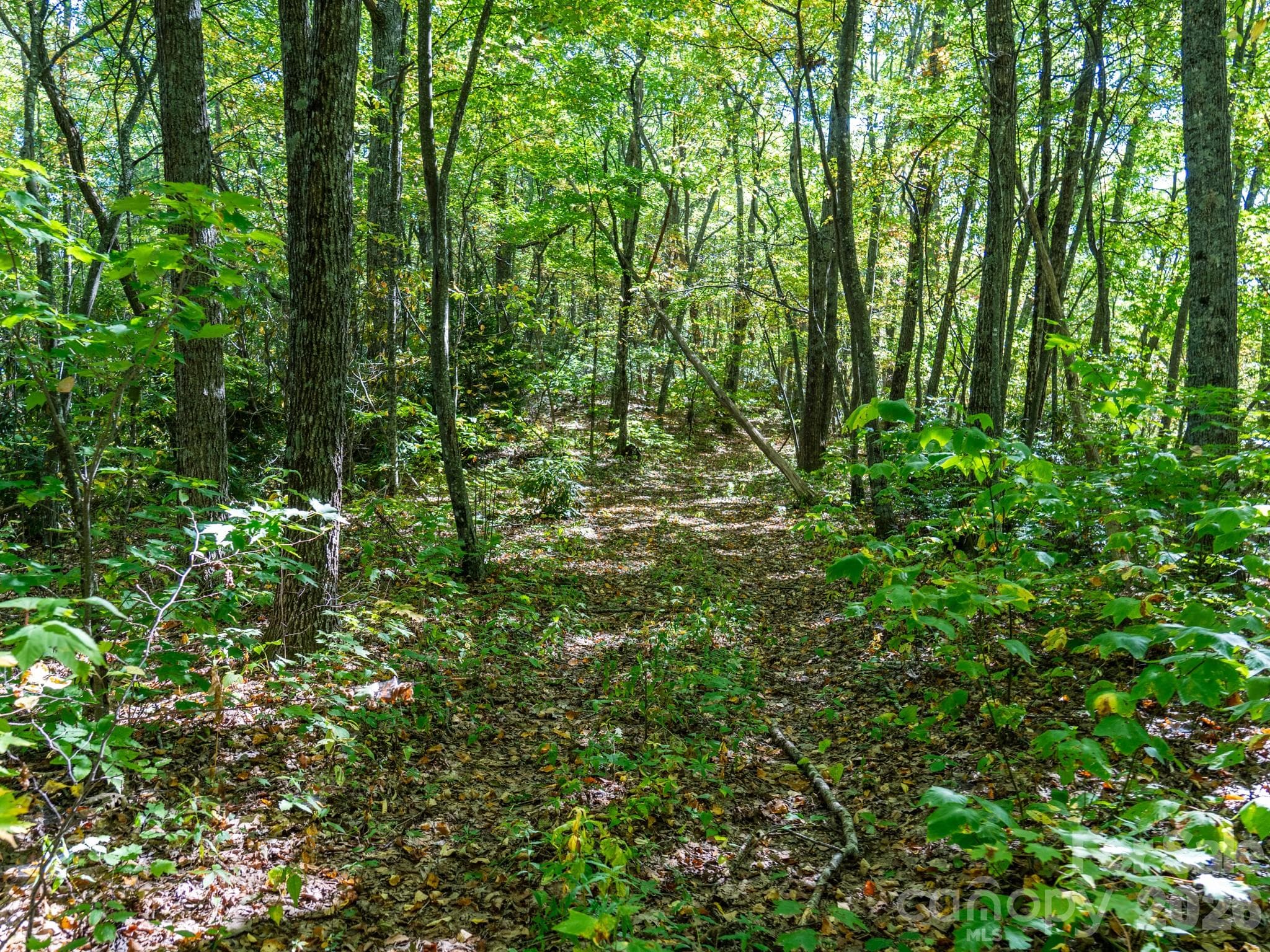 One of many old logging roads on property perfect for hiking or 4x4 adventures - 00 Orion Davis Road, Waynesville
