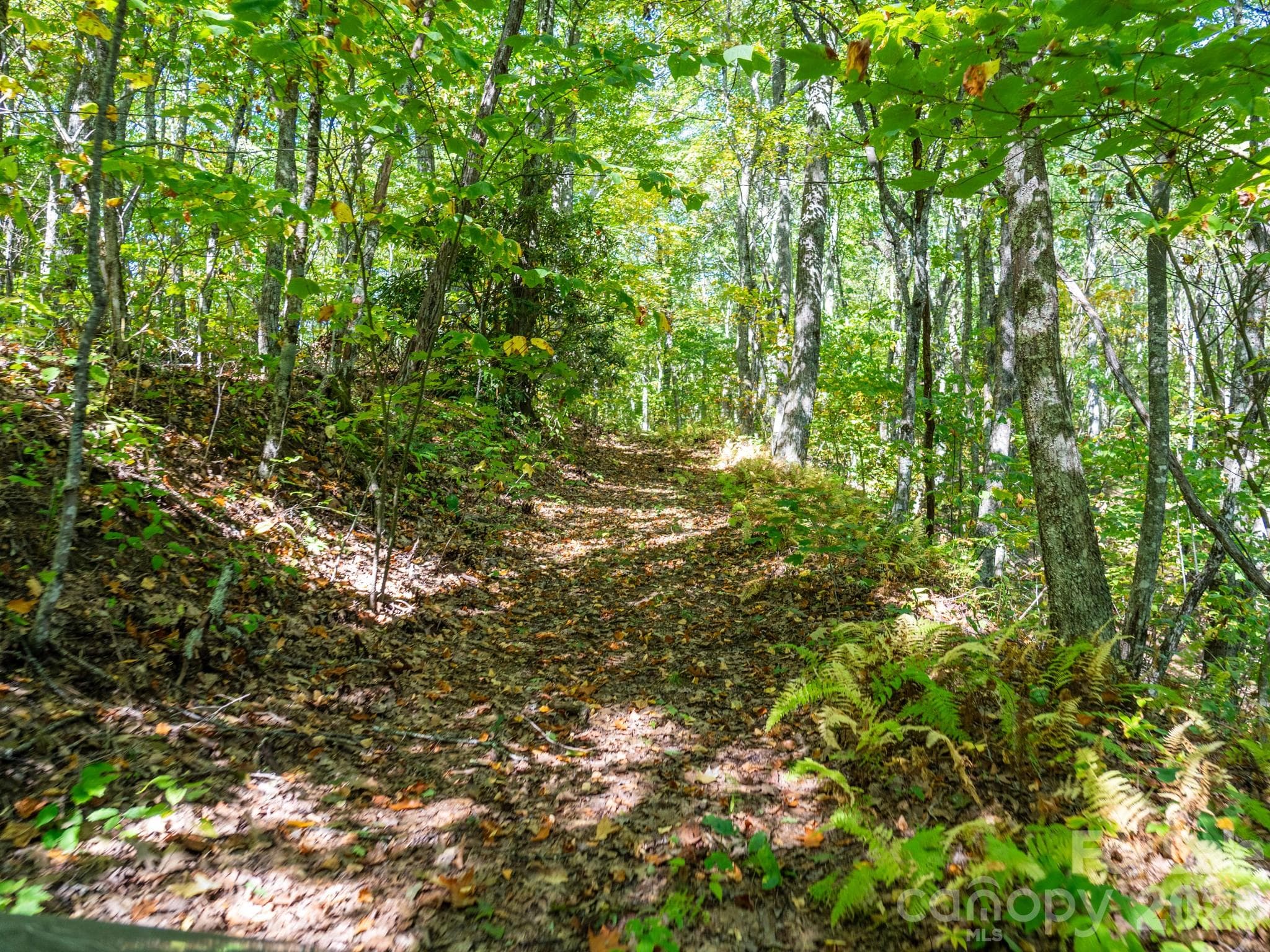 One of many old logging roads on property perfect for hiking or 4x4 adventures - 00 Orion Davis Road, Waynesville