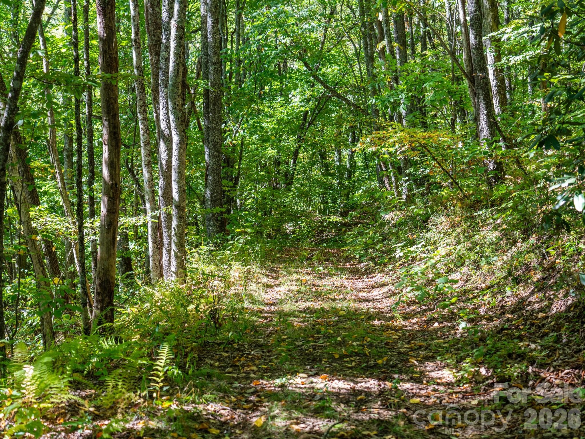 One of many old logging roads on property perfect for hiking or 4x4 adventures - 00 Orion Davis Road, Waynesville