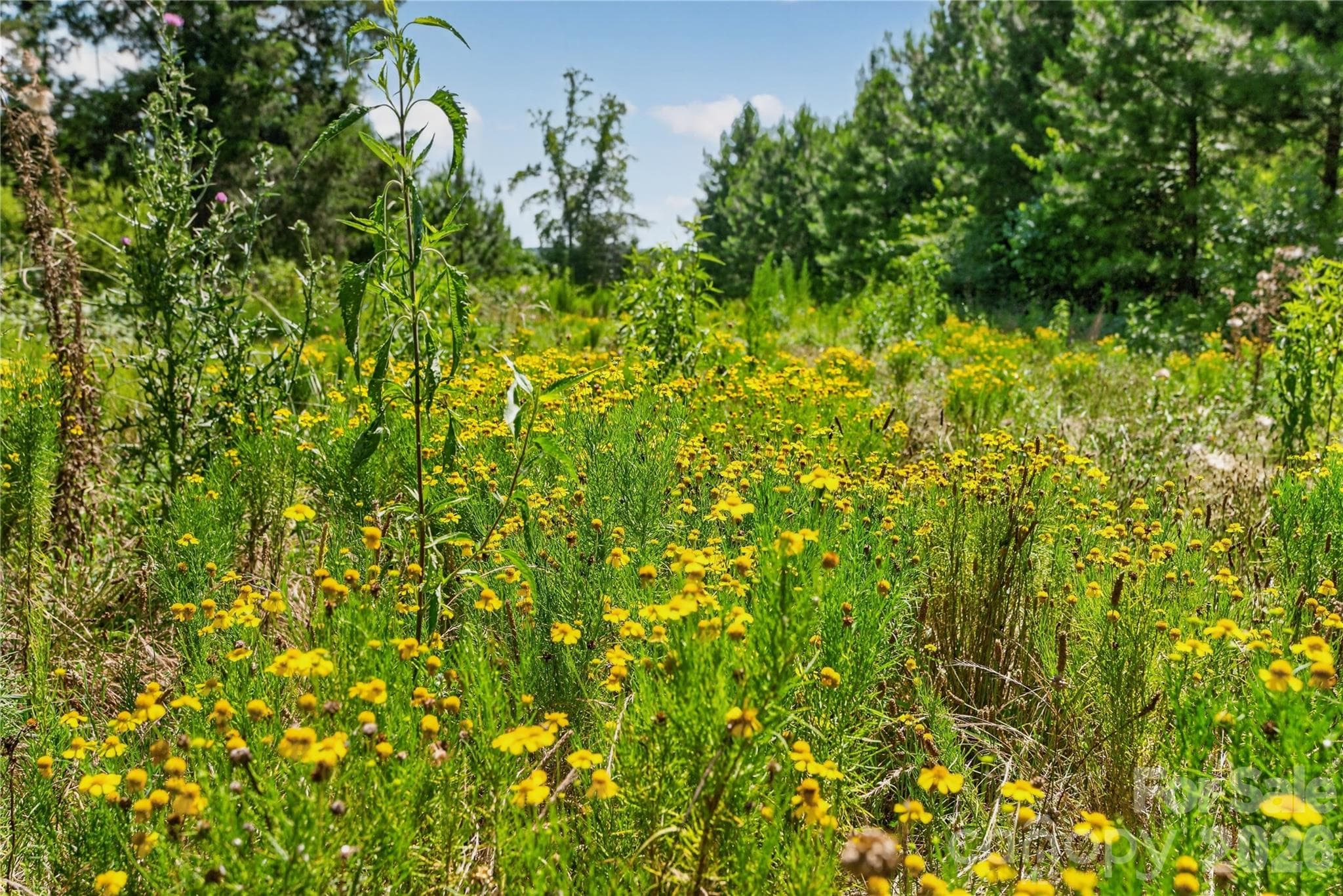 Acreage at 000 Blanton Road, Sharon, photo 7 of 24