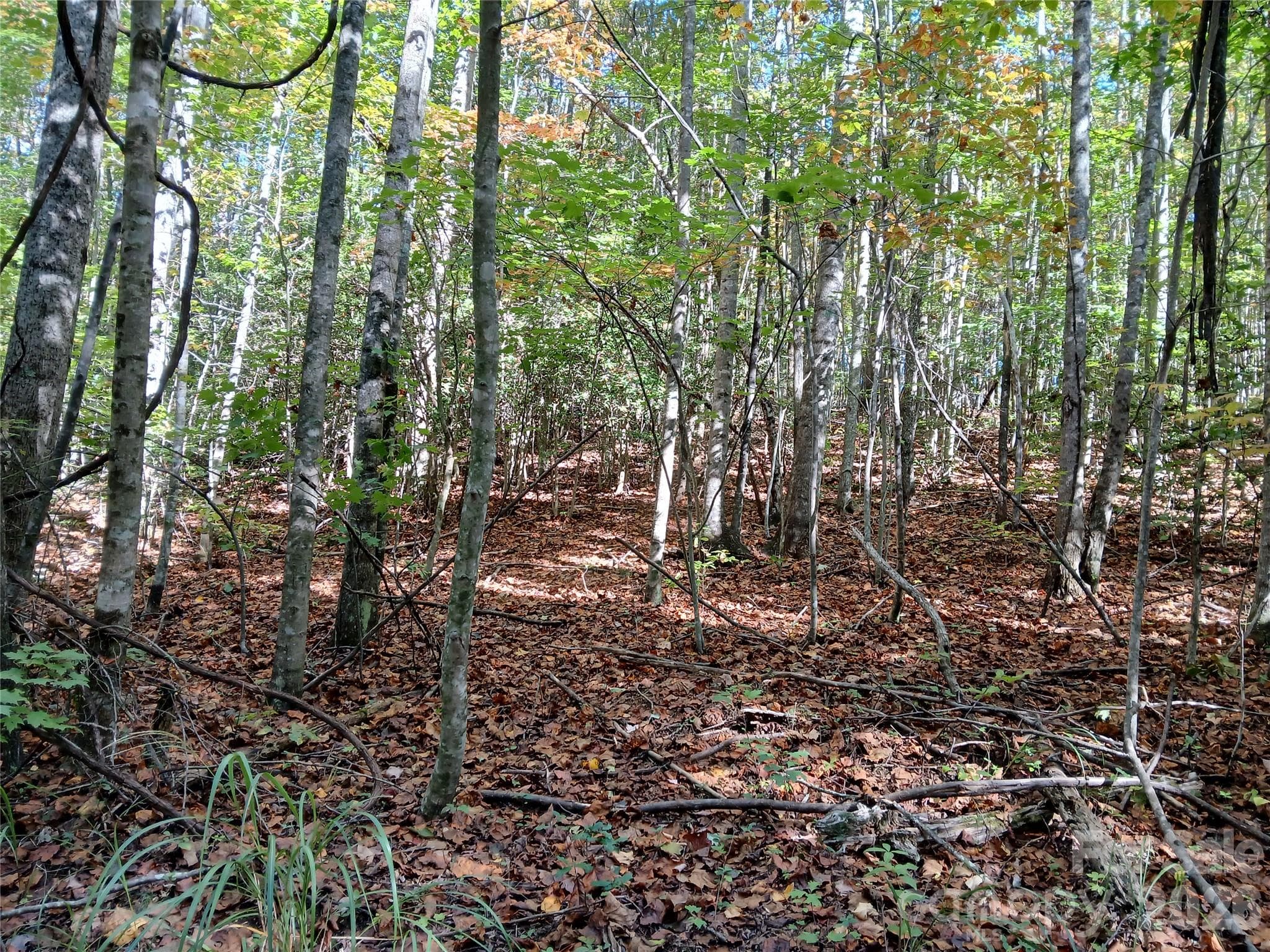 Acreage at 11 Melrose Lake Road, Saluda, photo 9 of 32