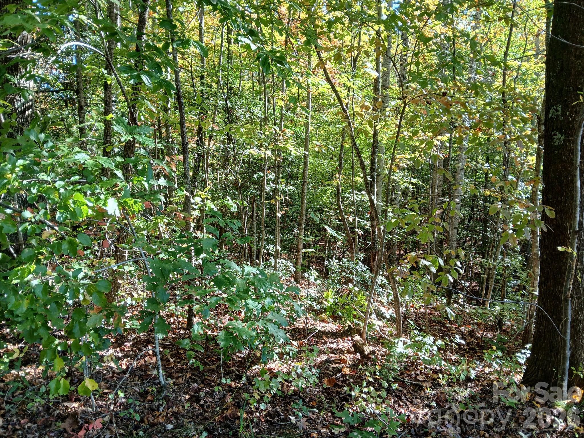 Acreage at 11 Melrose Lake Road, Saluda, photo 13 of 32
