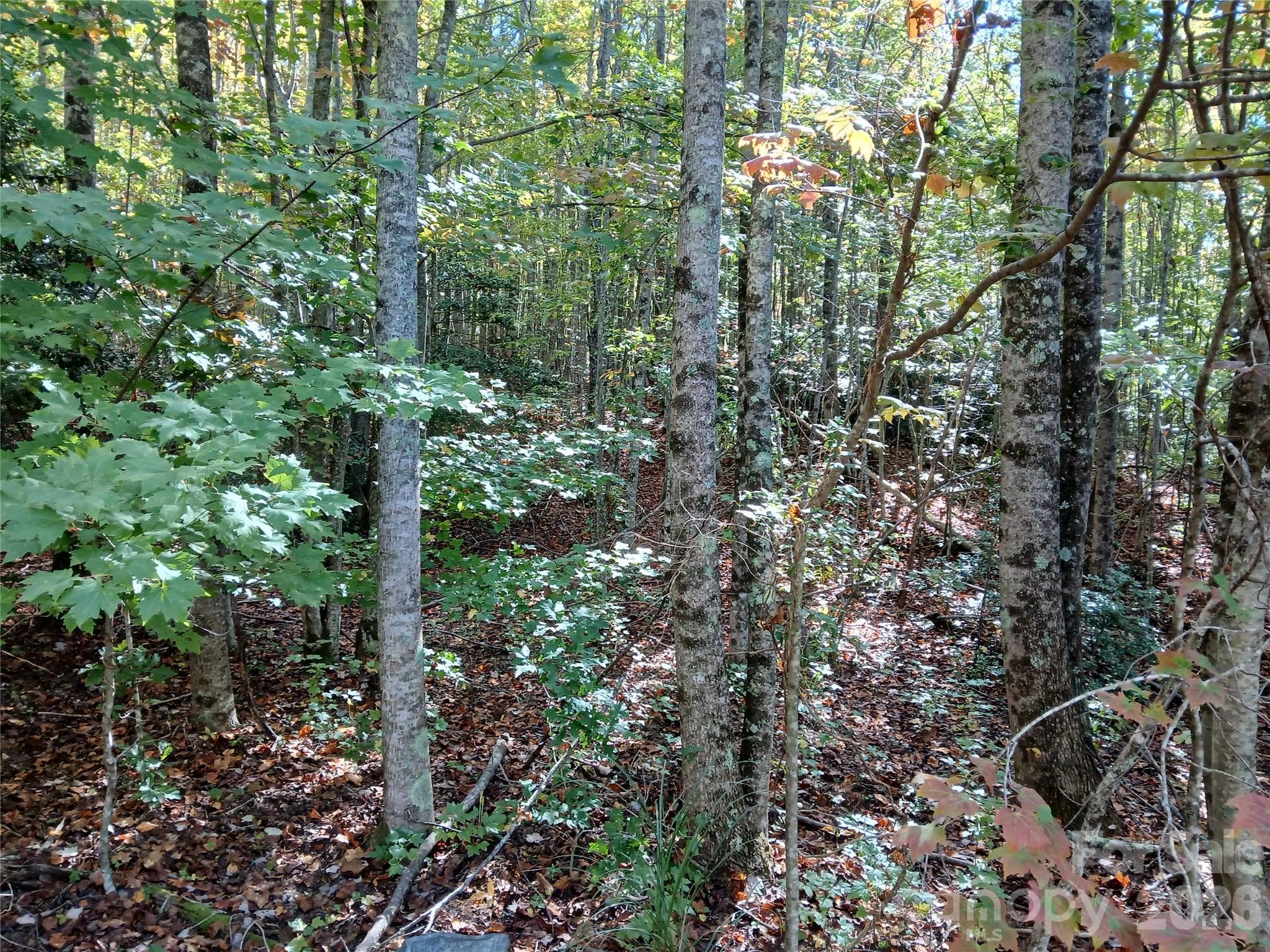 Acreage at 11 Melrose Lake Road, Saluda, photo 14 of 32