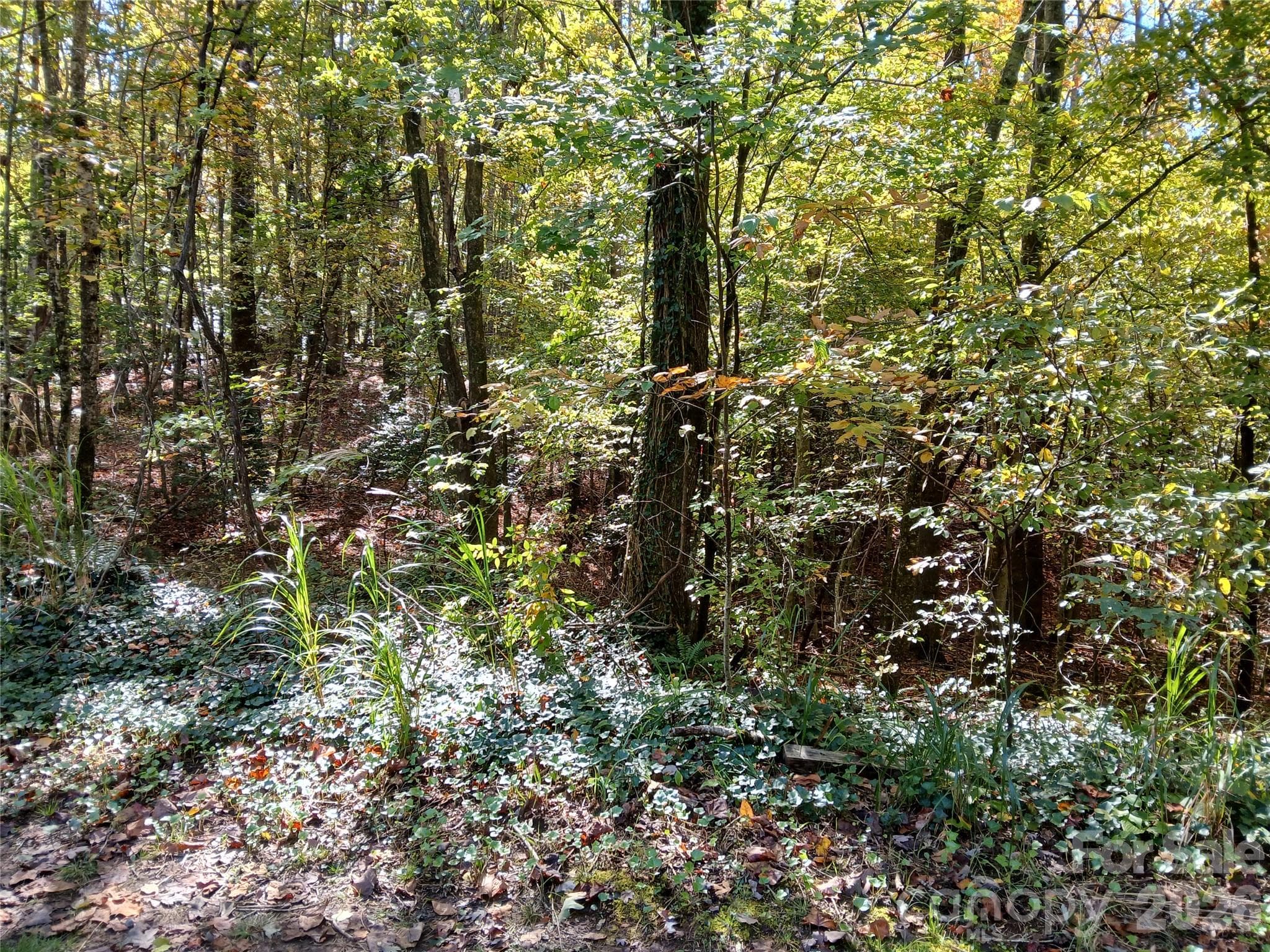 Acreage at 11 Melrose Lake Road, Saluda, photo 16 of 32