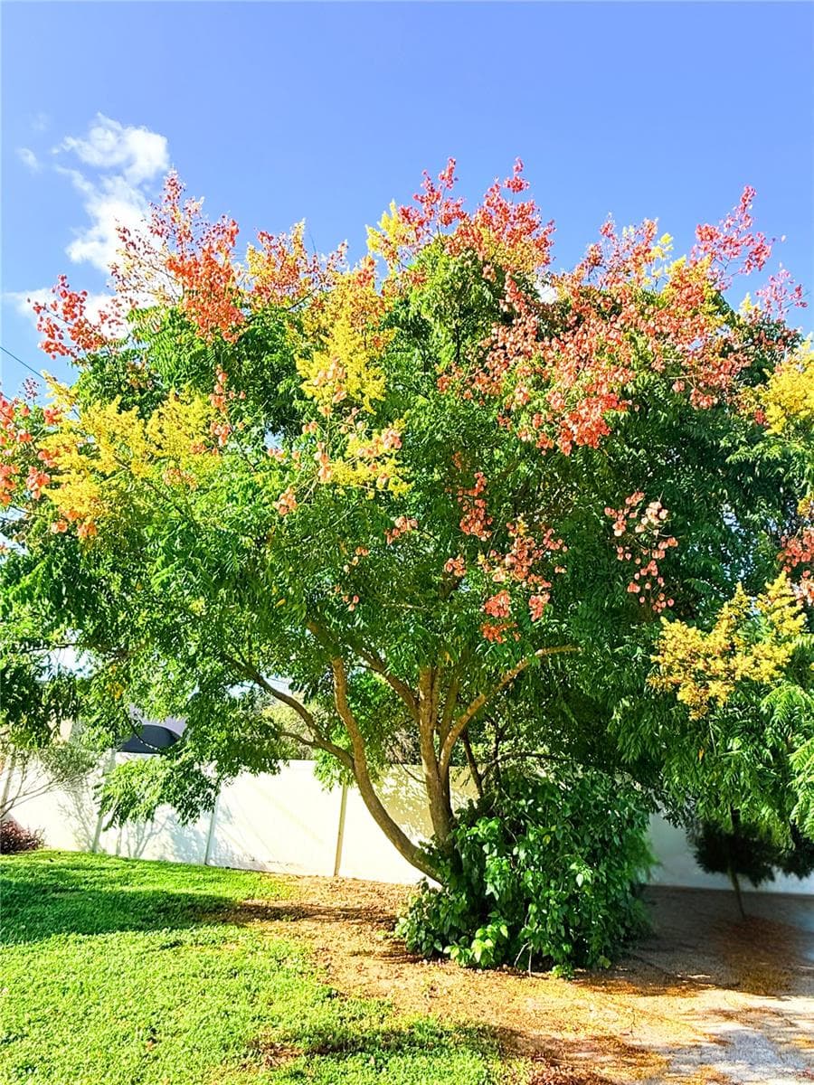 Front Yard - 102 GLEN RIDGE AVE, TEMPLE TERRACE
