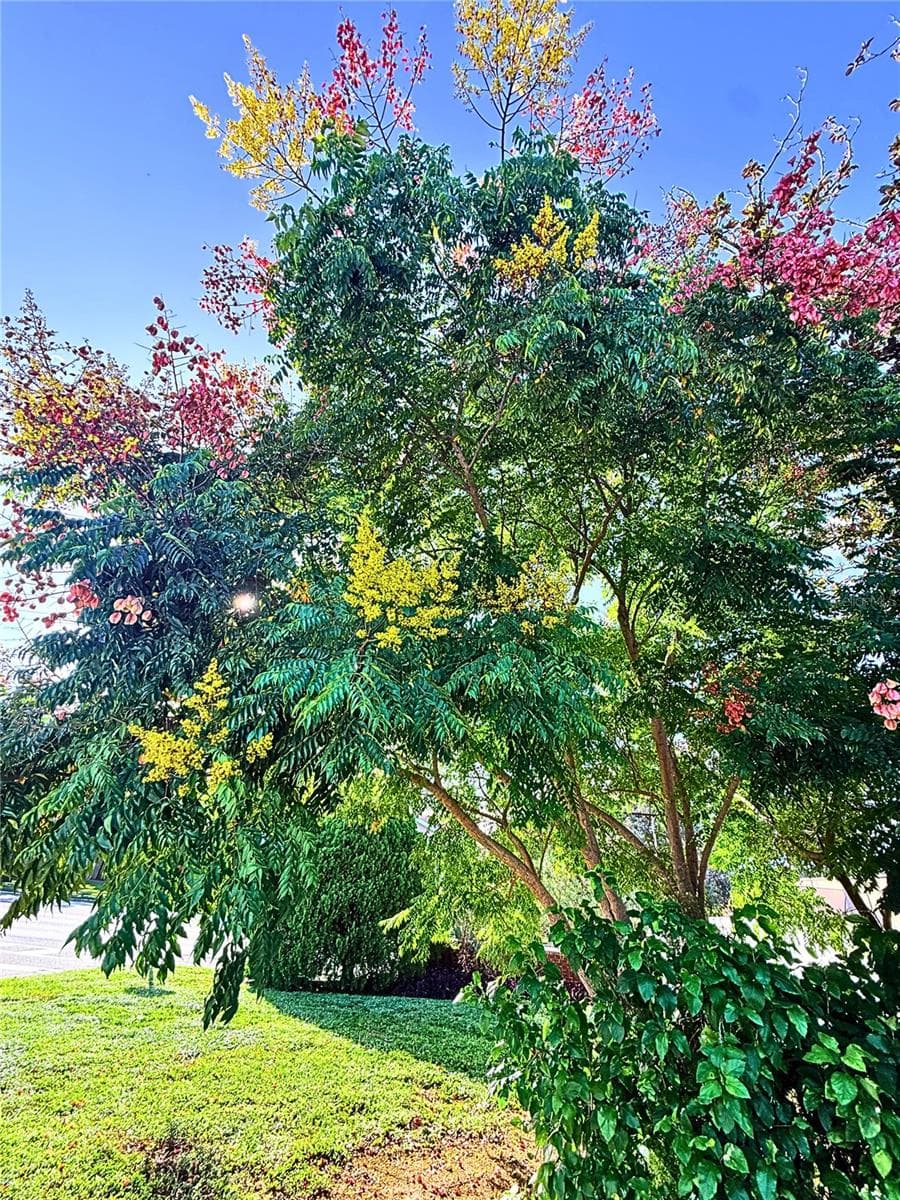 Front Yard - 102 GLEN RIDGE AVE, TEMPLE TERRACE