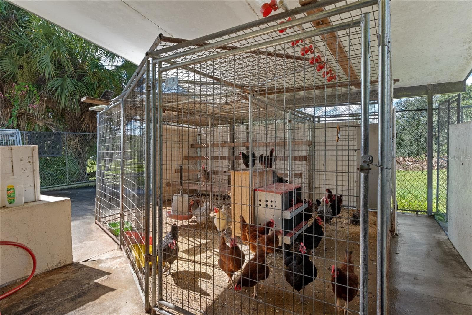 Chickens - 9498 NW 60TH AVE, OCALA
