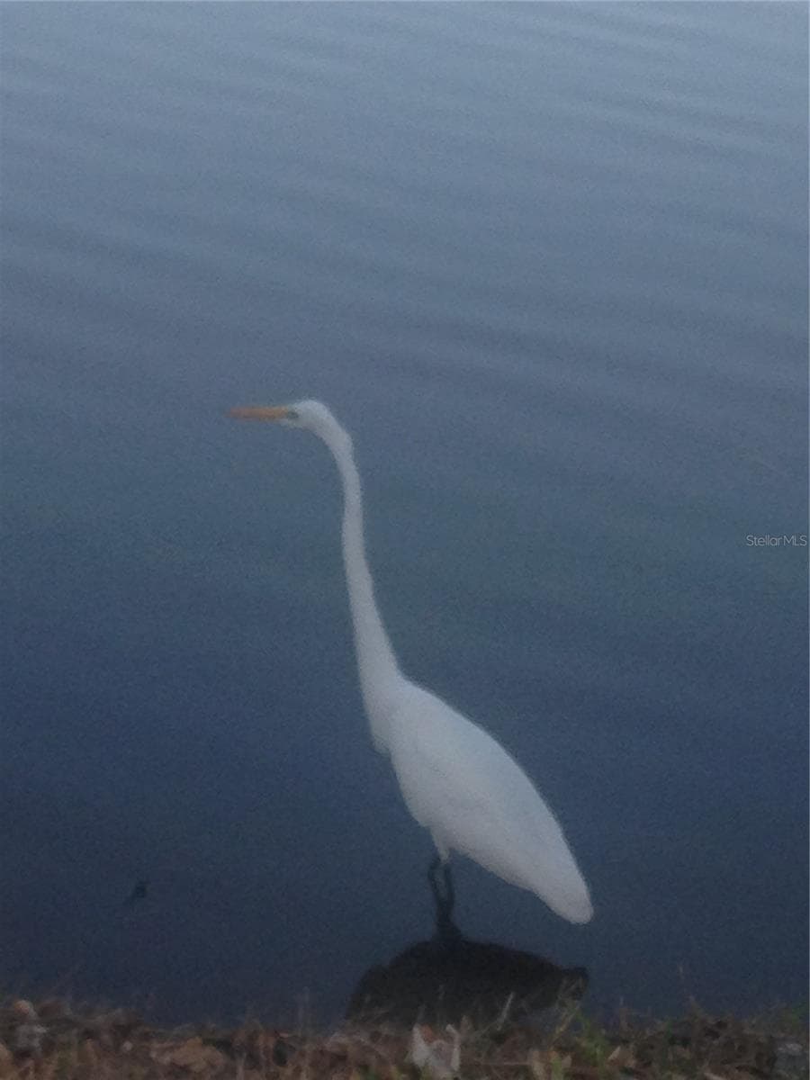 Nature visiting - 50 MEDFORD DR, PALM COAST