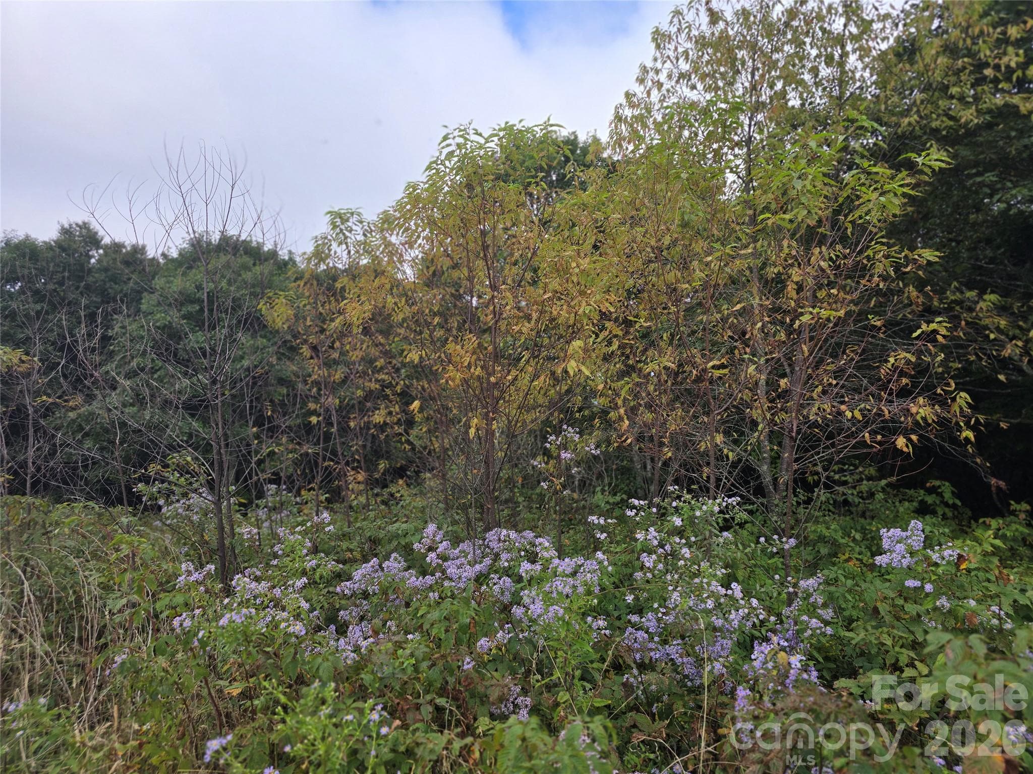 Lot at 99999 Eagle Bald Trail, Burnsville, photo 7 of 19