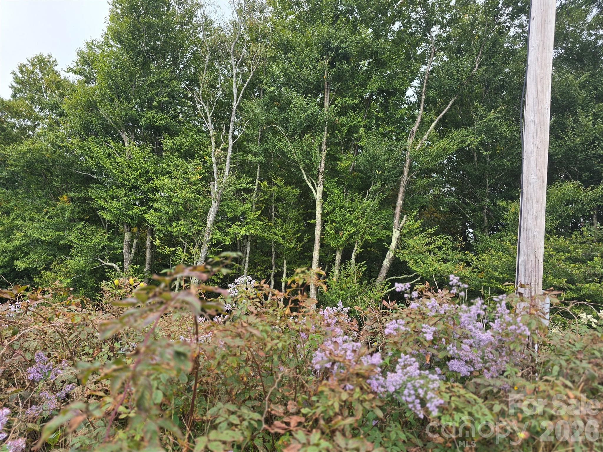 Lot at 99999 Eagle Bald Trail, Burnsville, photo 9 of 19