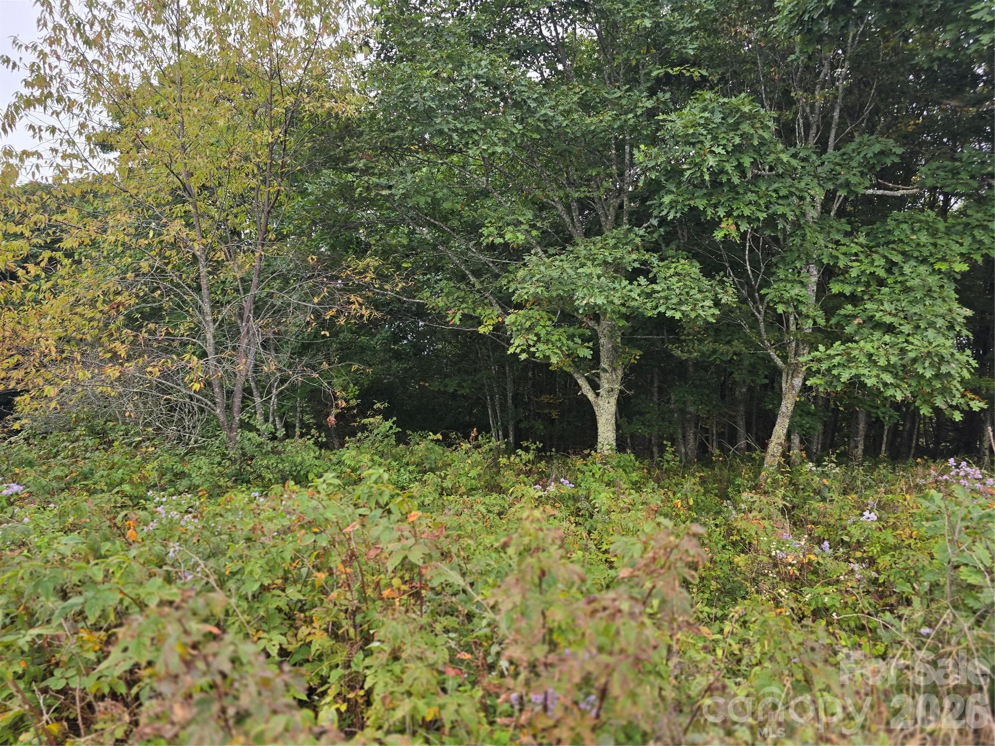 Lot at 99999 Eagle Bald Trail, Burnsville, photo 11 of 19