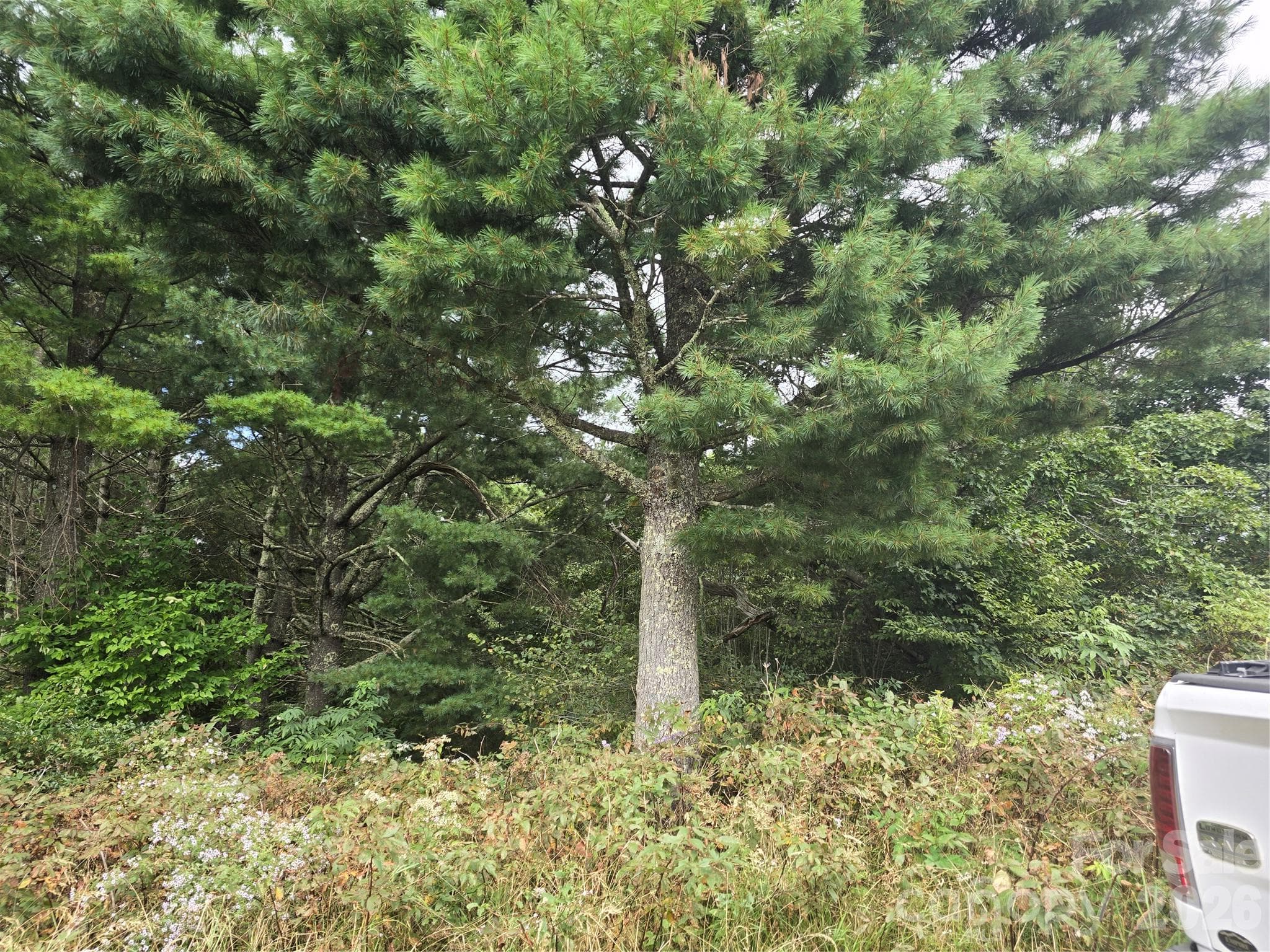 Lot at 99999 Eagle Bald Trail, Burnsville, photo 16 of 19