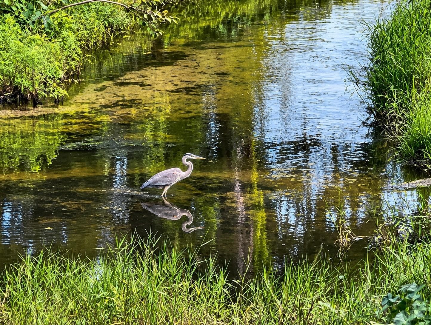 Howell Branch Creek - 2887 TEMPLE TRL, WINTER PARK