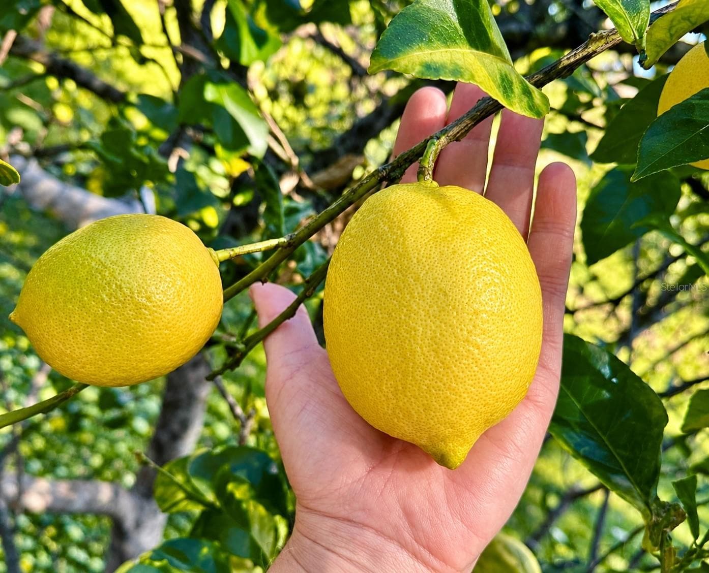 Lemon Tree - 2887 TEMPLE TRL, WINTER PARK