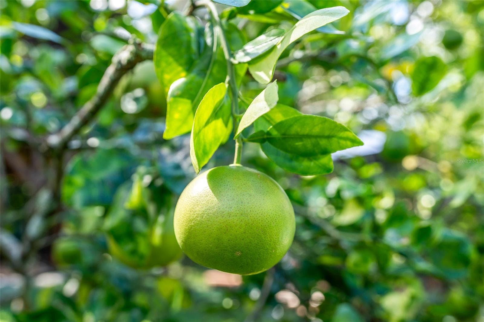 Cocktail Tree / 5 Fruits - 2887 TEMPLE TRL, WINTER PARK