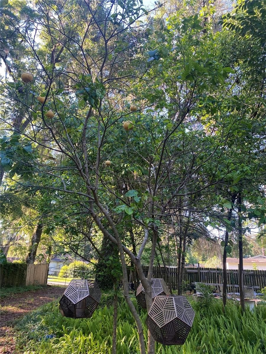 TREES!!!! - 18216 NE 114TH AVE, WALDO