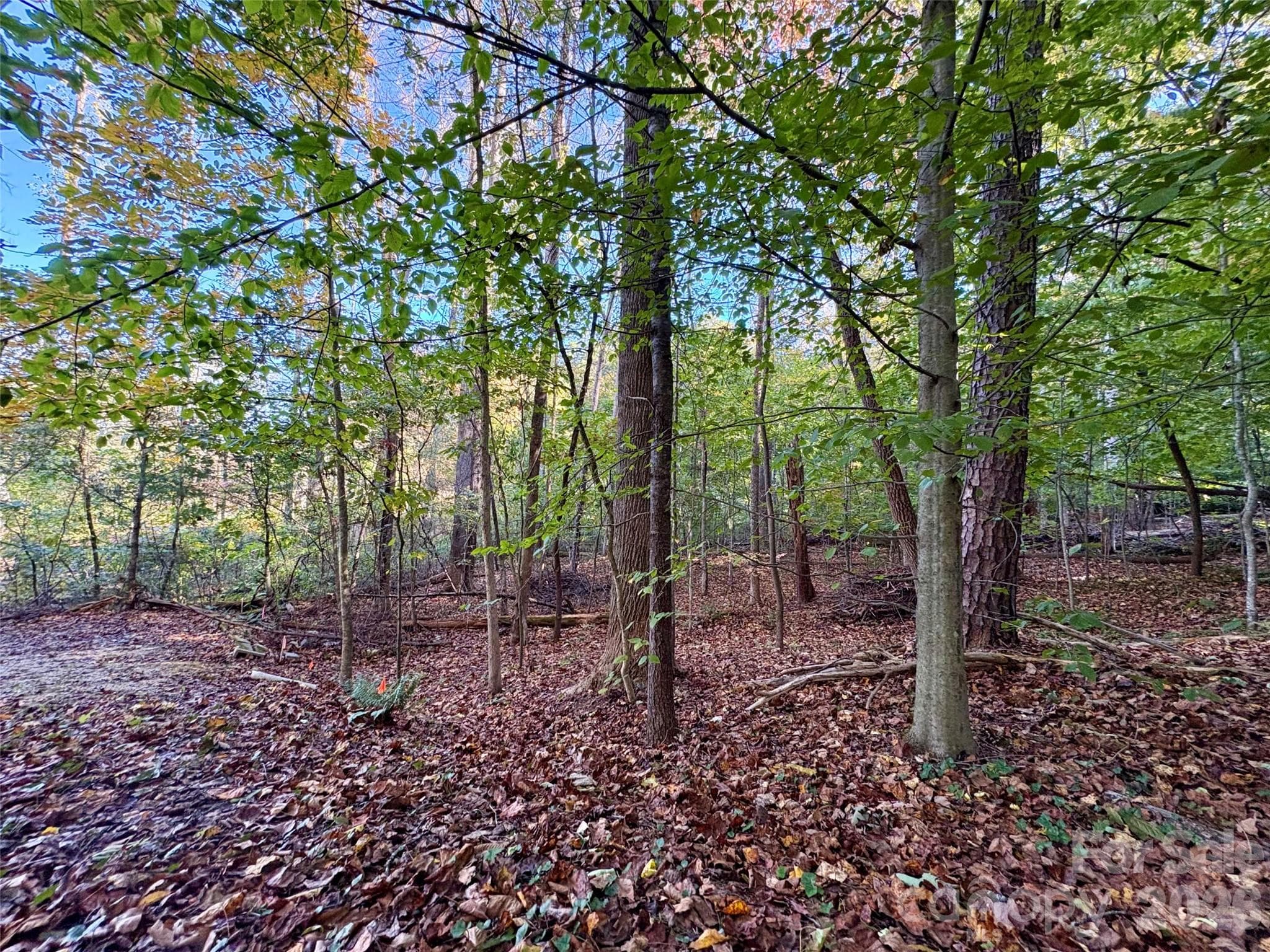Lot at 00 Forsythia Hedge Drive, Fletcher, photo 4 of 8