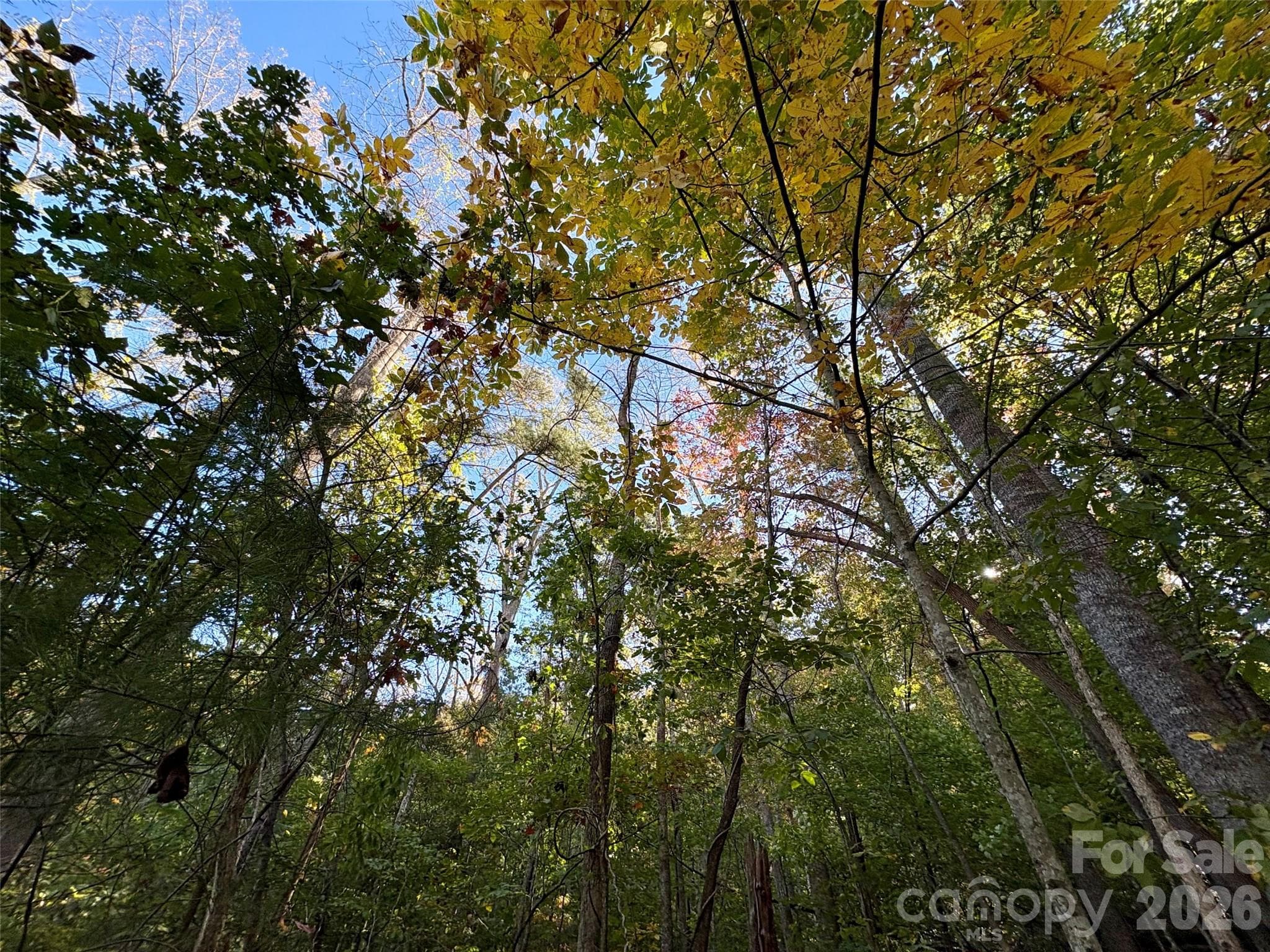 Lot at 00 Forsythia Hedge Drive, Fletcher, photo 5 of 8