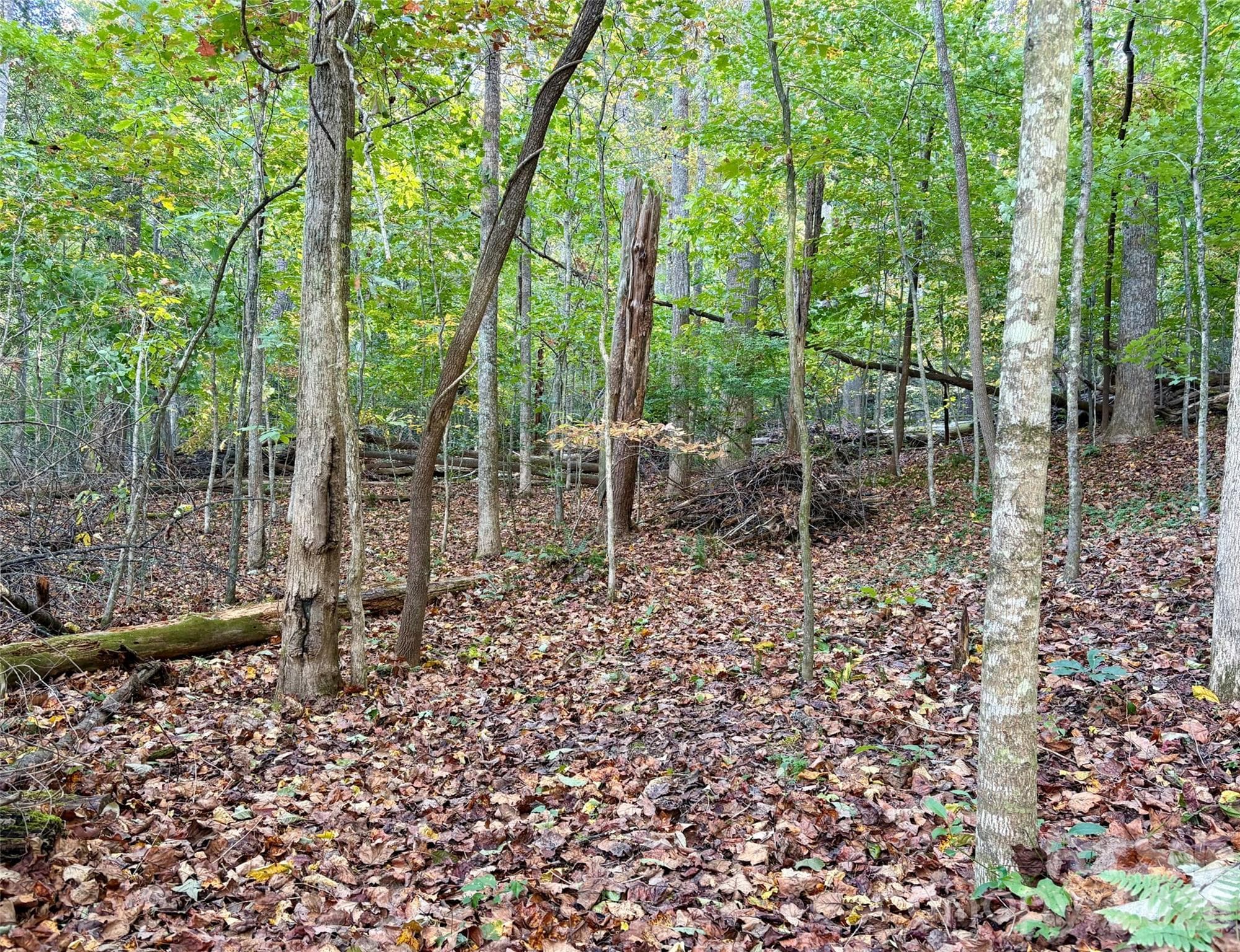 Lot at 00 Forsythia Hedge Drive, Fletcher, photo 6 of 8
