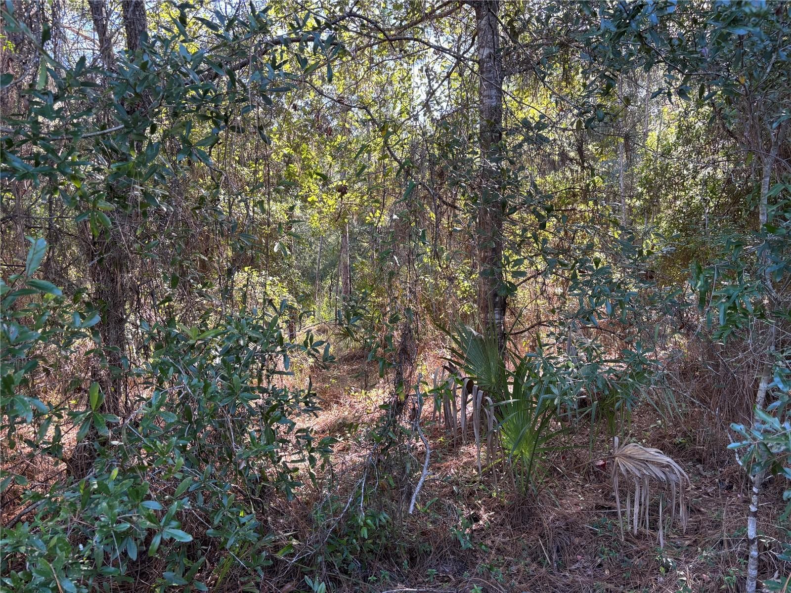 Land at 14331 SE 85TH TER, INGLIS, photo 11 of 14