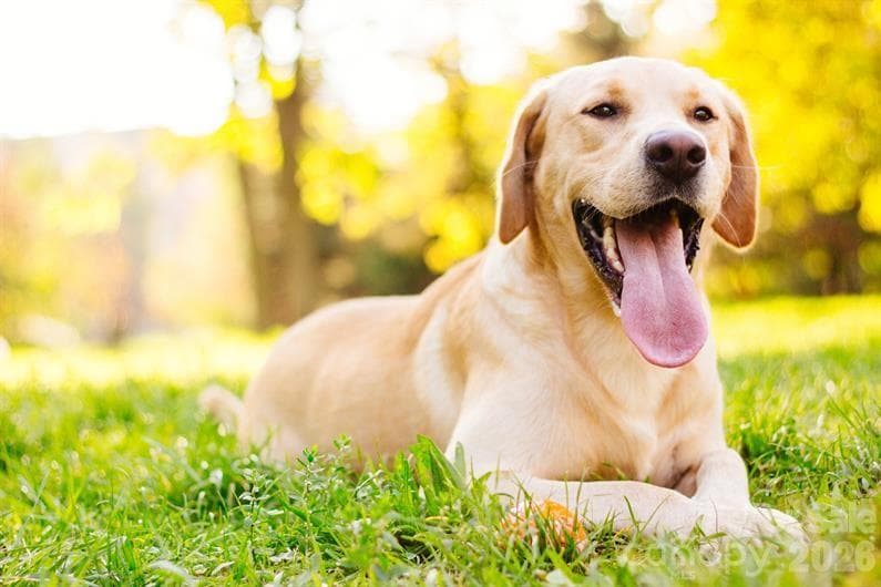 Amenity - Community Dog Park - 833 E Liberty Street, China Grove