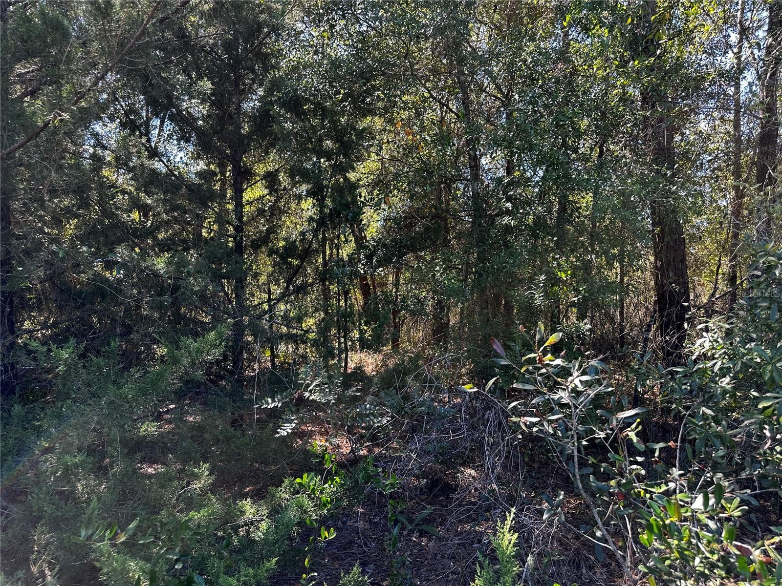 Land at TBD NE 65TH LN, BRONSON, photo 9 of 10