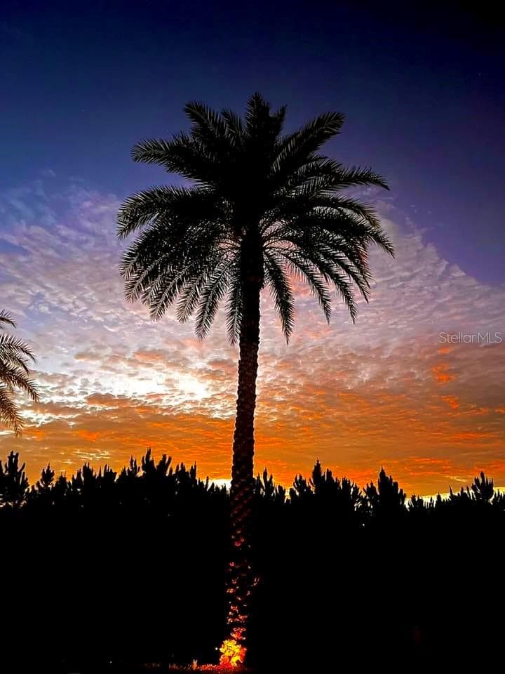Love Palm Trees? - 321 ST GEORGE DR, DAVENPORT