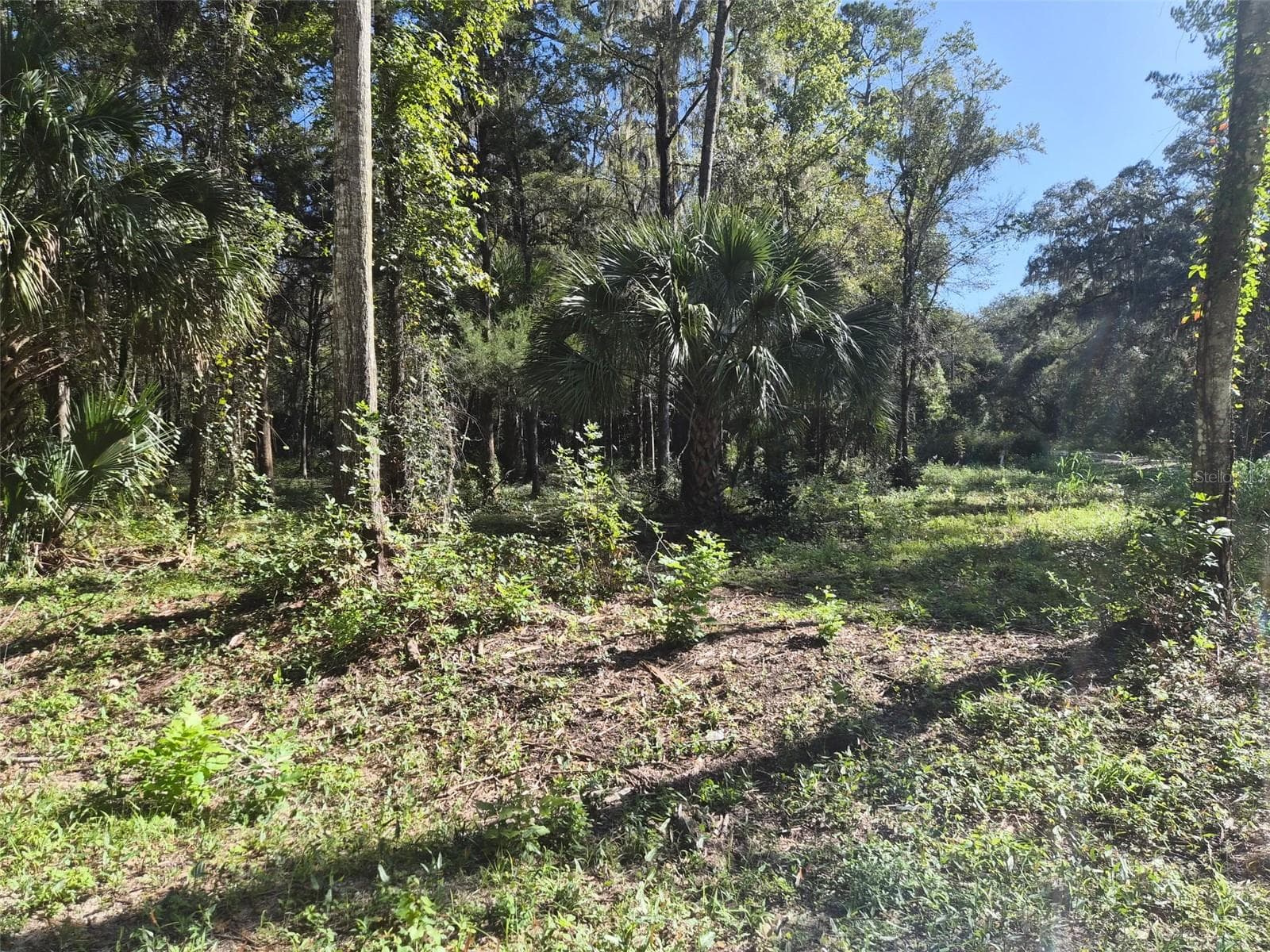 Land at 0 SW 16TH PL, OCALA, photo 4 of 4