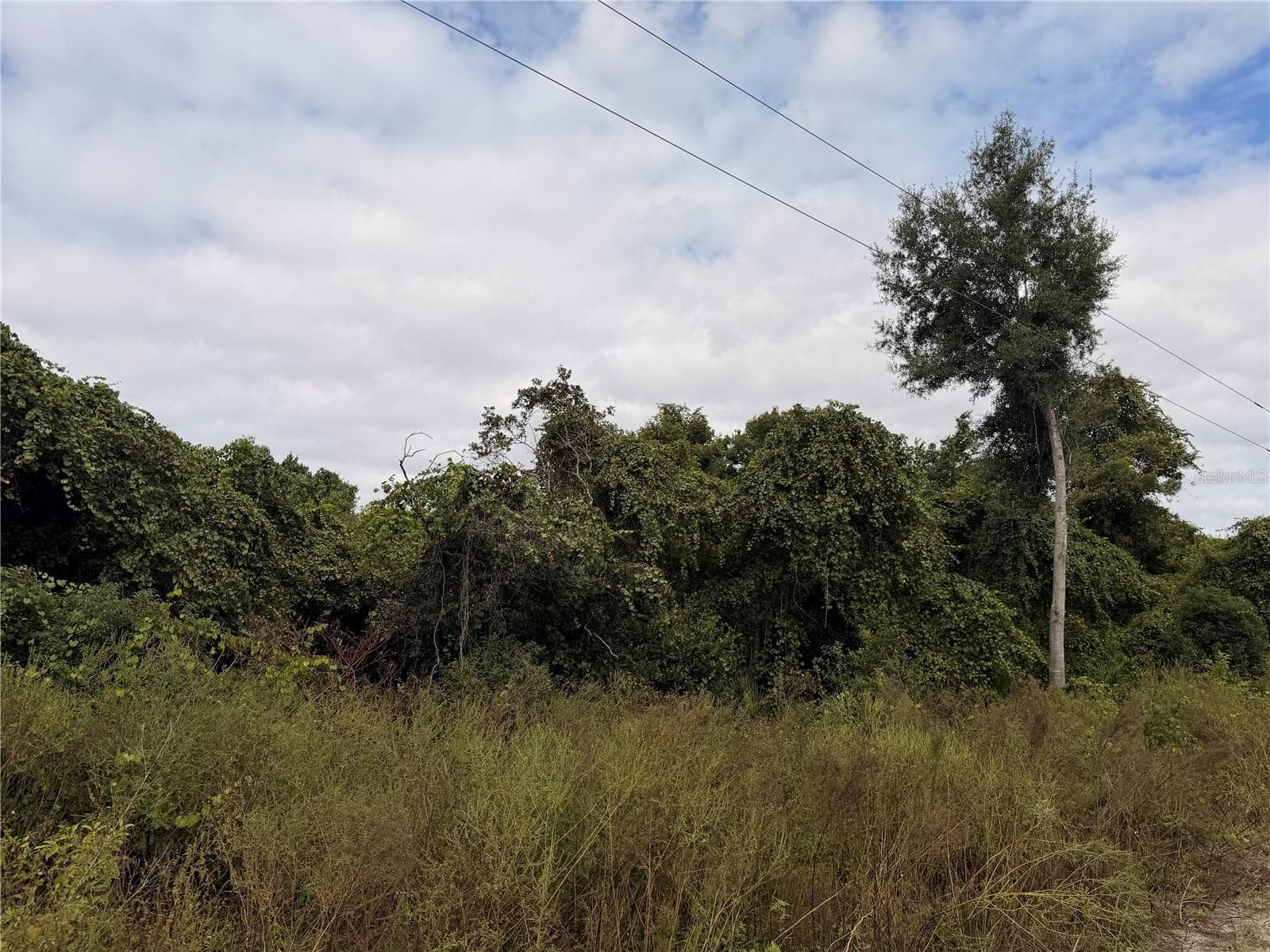 Land at Lot 55 PALMETTO CIR, PAISLEY, photo 2 of 14
