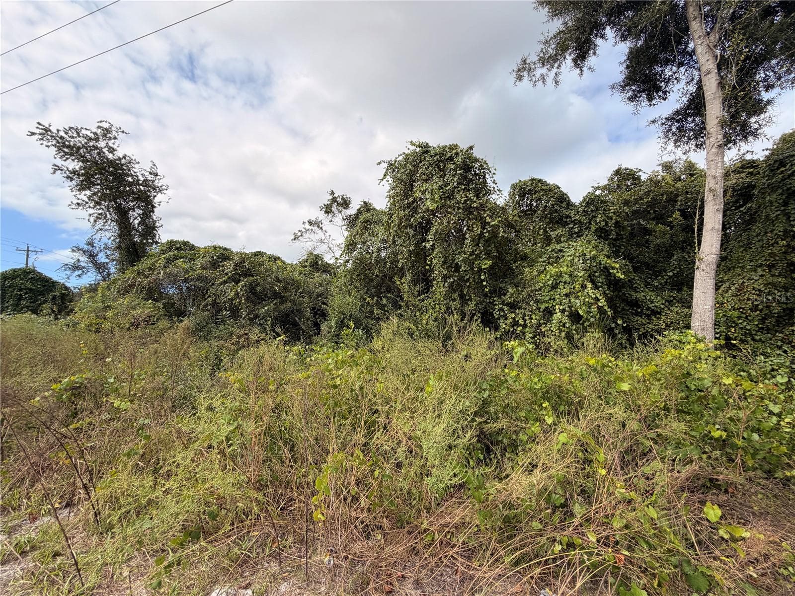 Land at Lot 55 PALMETTO CIR, PAISLEY, photo 5 of 14