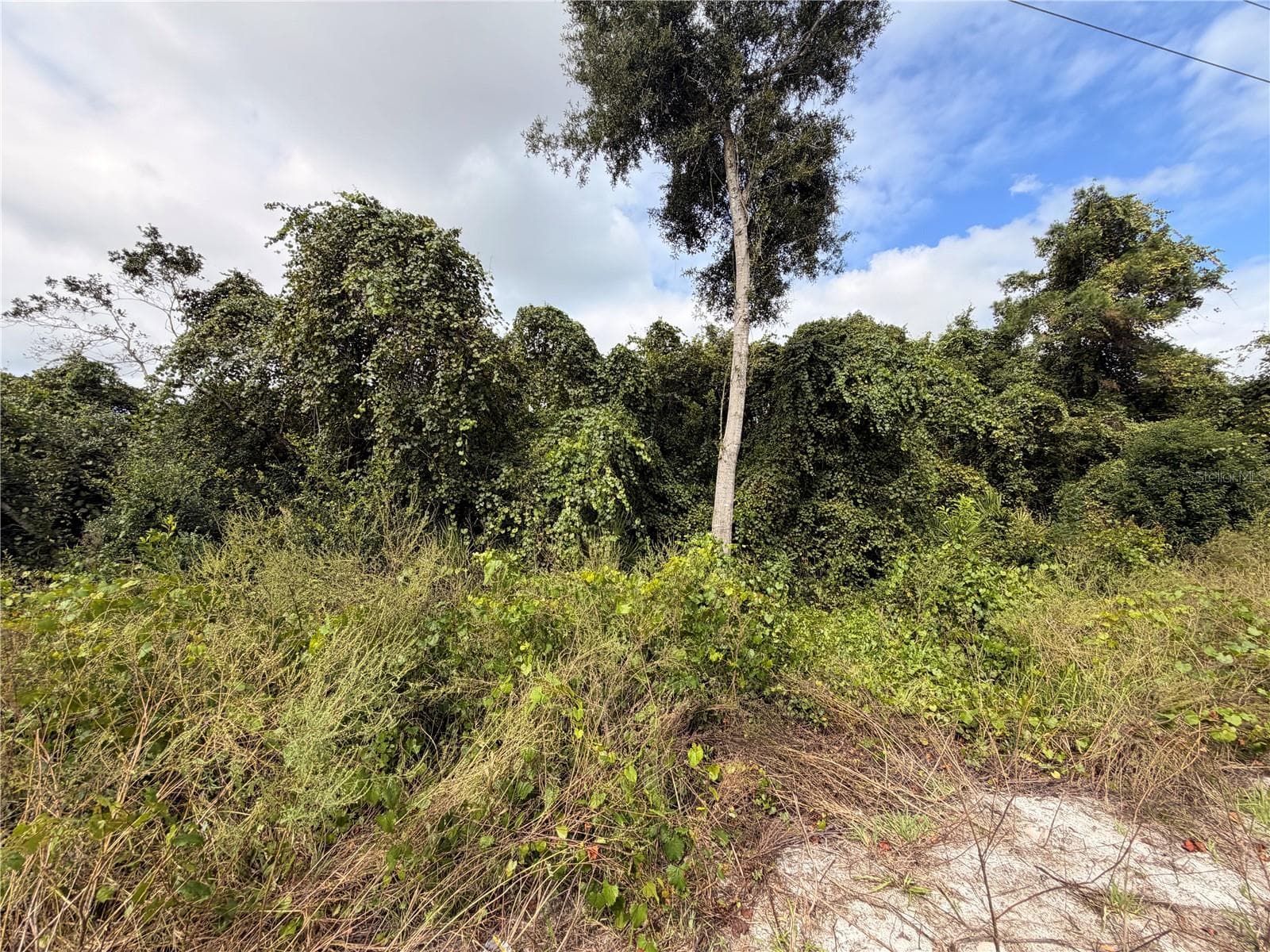Land at Lot 55 PALMETTO CIR, PAISLEY, photo 6 of 14