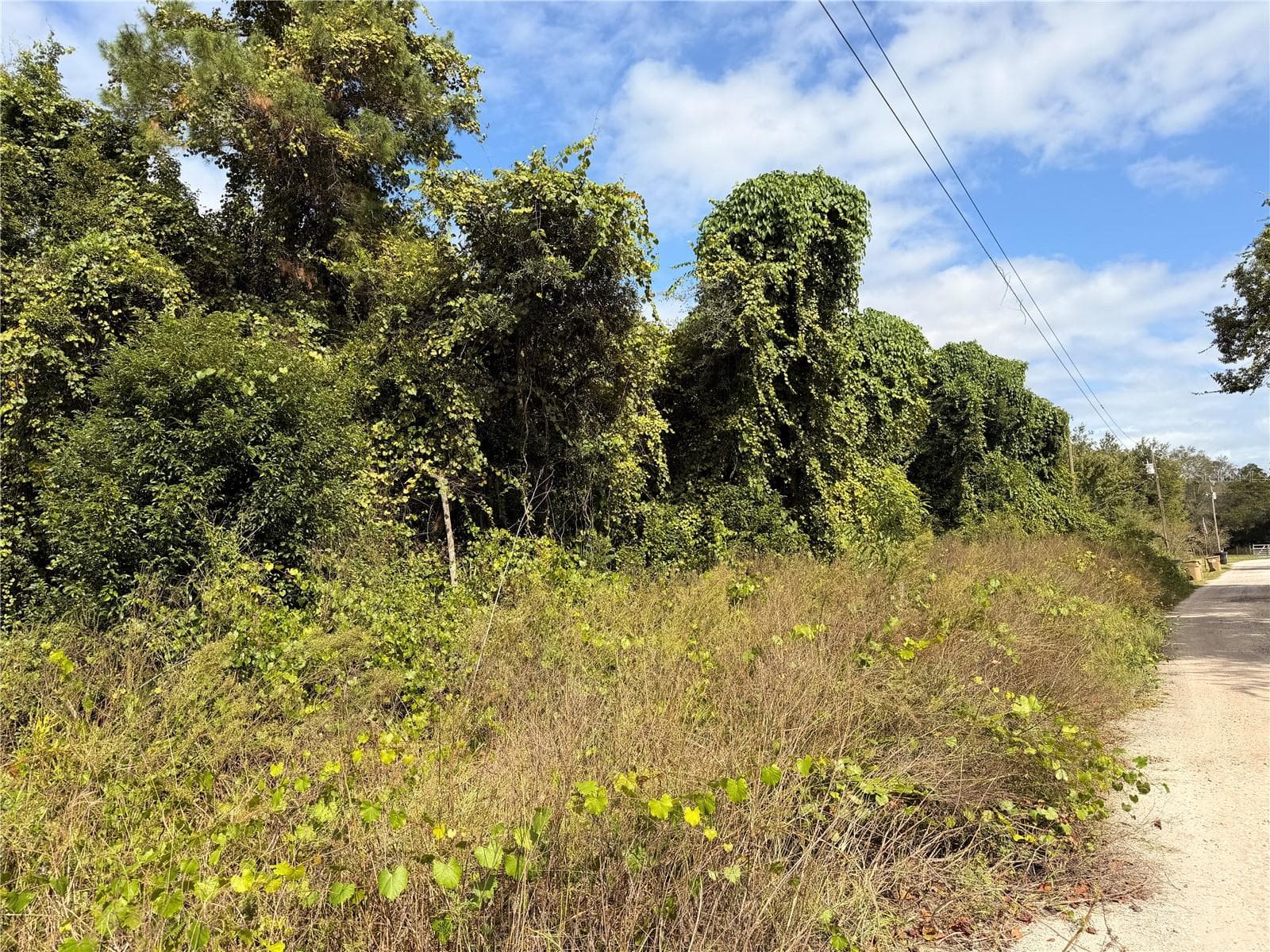 Land at Lot 55 PALMETTO CIR, PAISLEY, photo 10 of 14