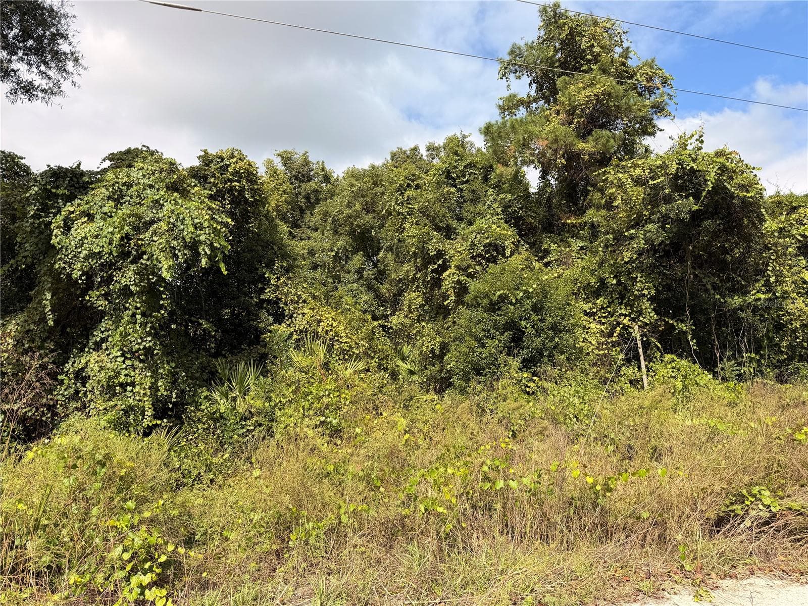 Land at Lot 55 PALMETTO CIR, PAISLEY, photo 11 of 14