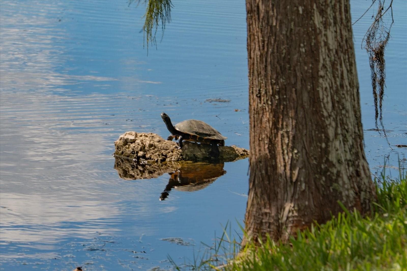 Nature at Your Doorstep! - 2056 COVE TRCE, PALM HARBOR