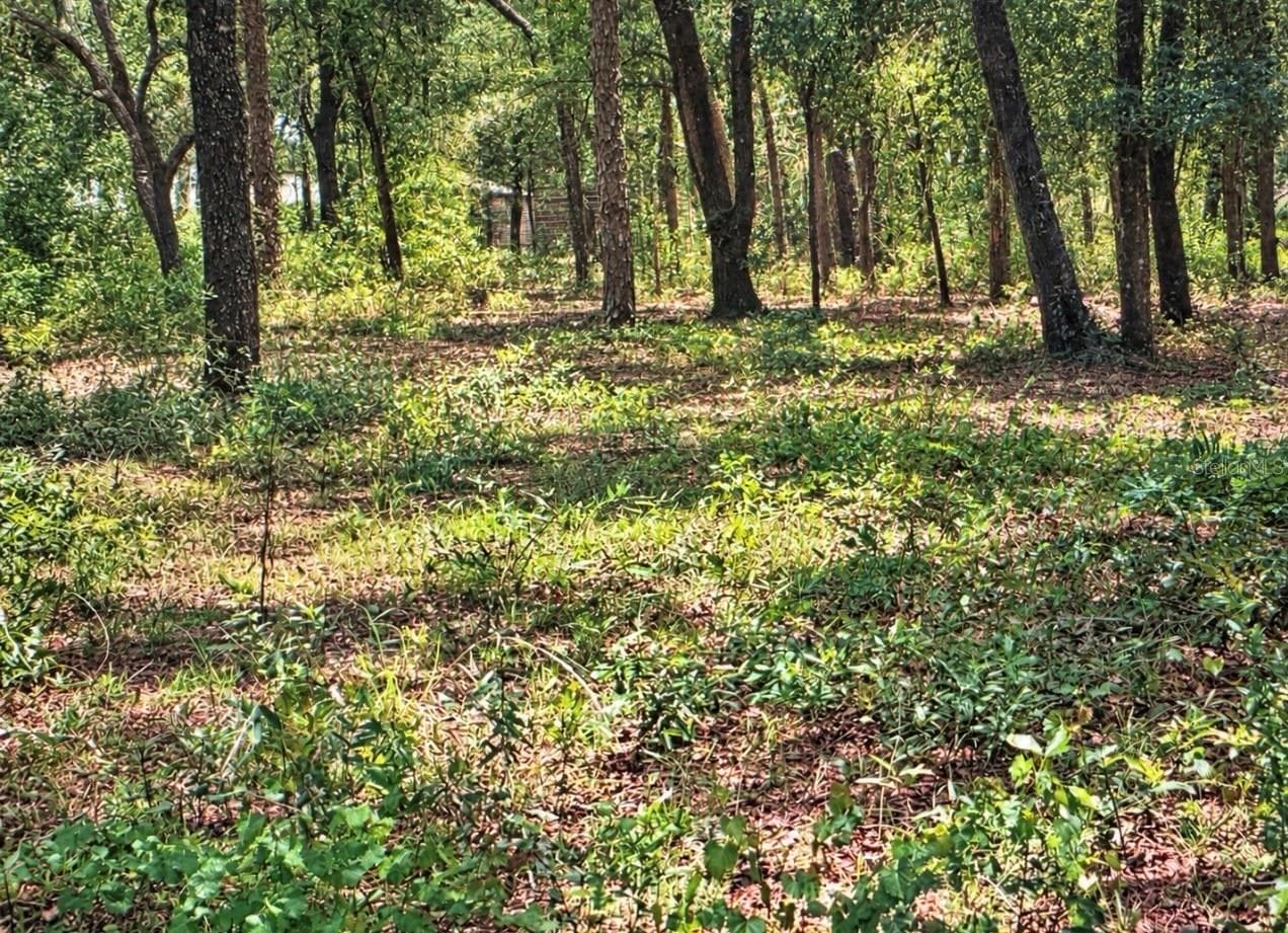 Wooded lot - ROLLING ACRES RD, LADY LAKE