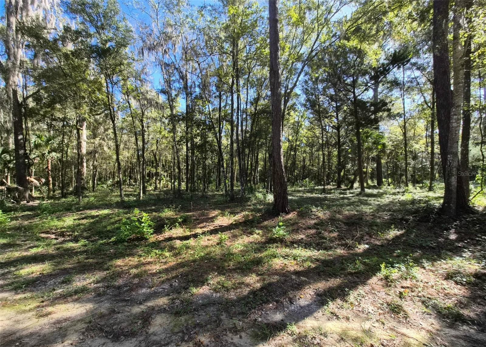 Land at 0 SW 16TH PL, OCALA, photo 3 of 3
